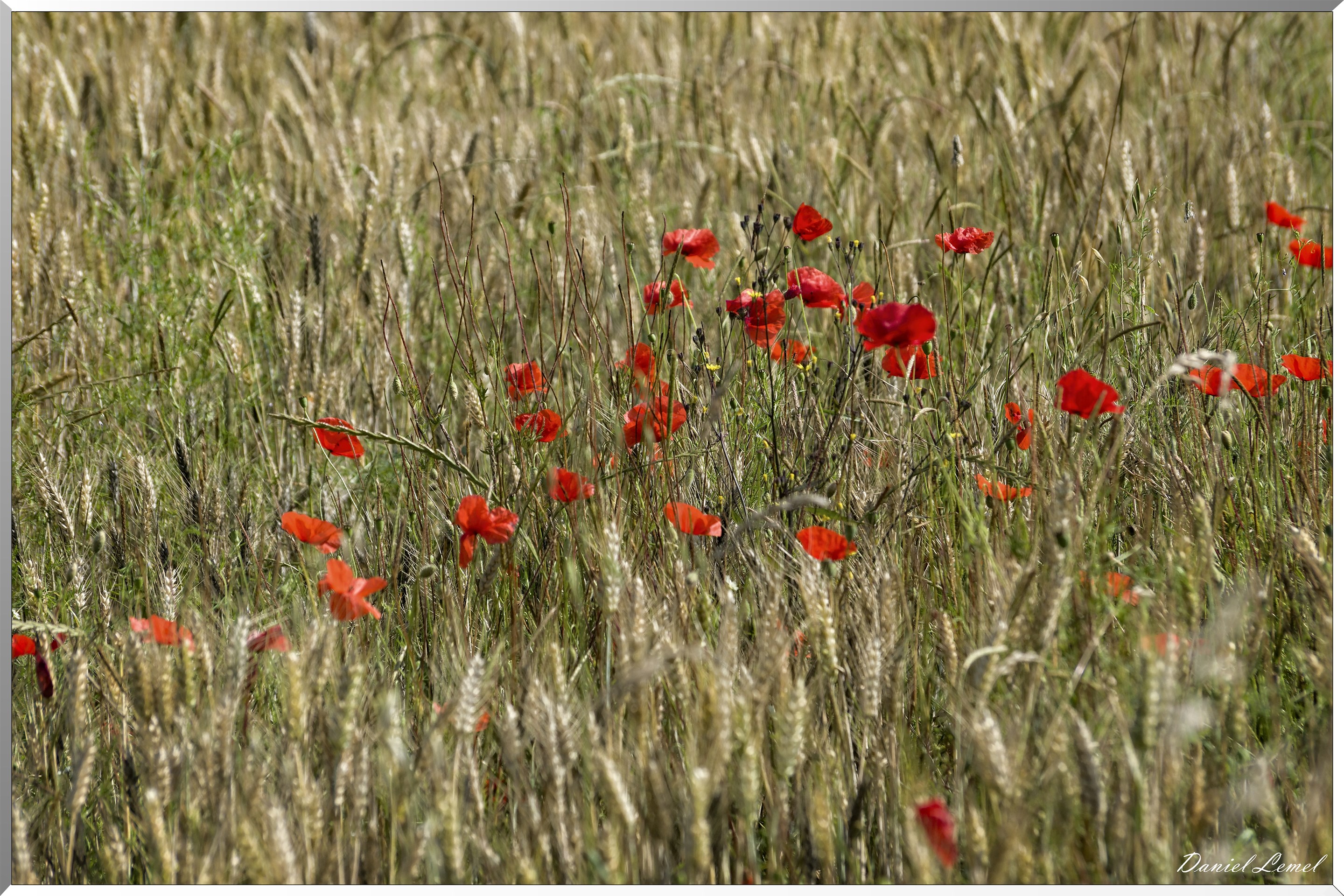 Saint-Denis-le-Ferment