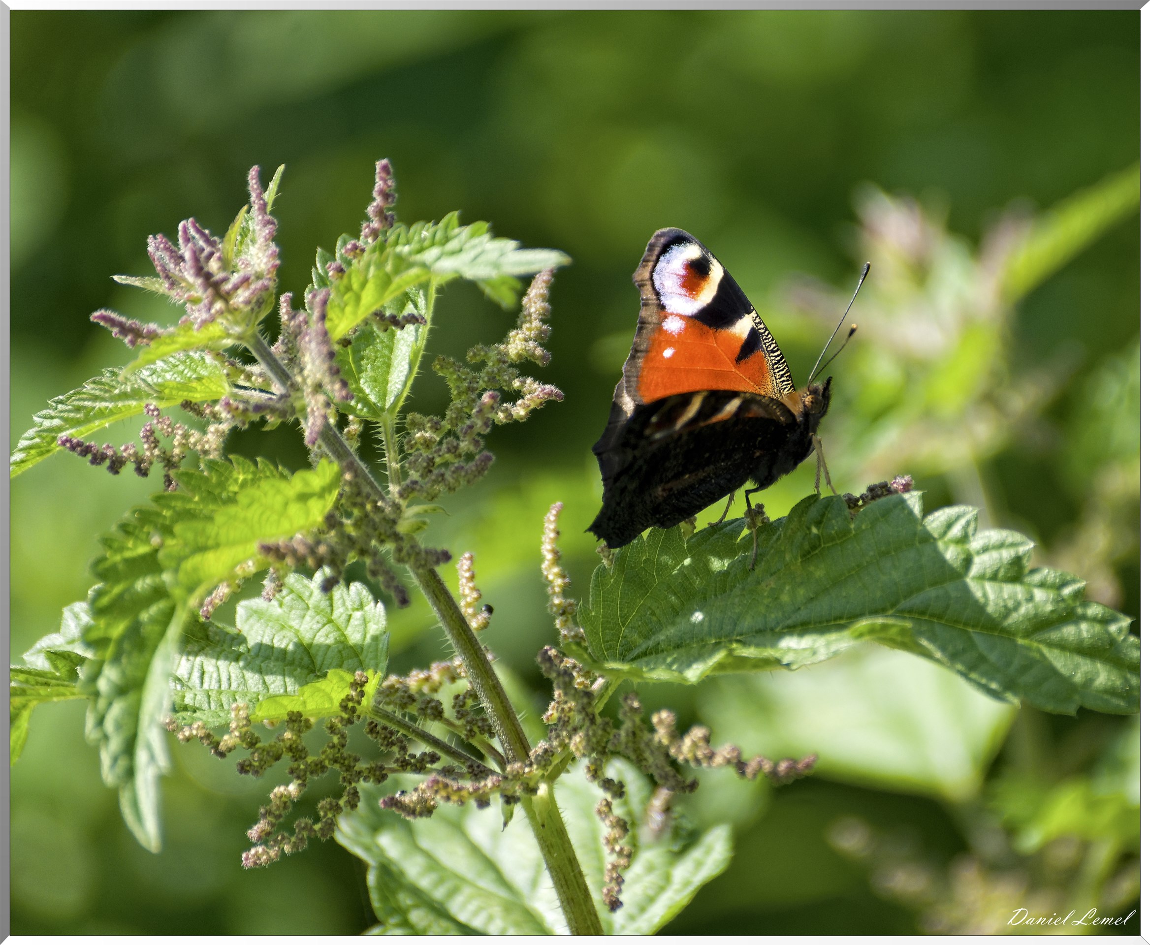 Saint-Denis-le-Ferment