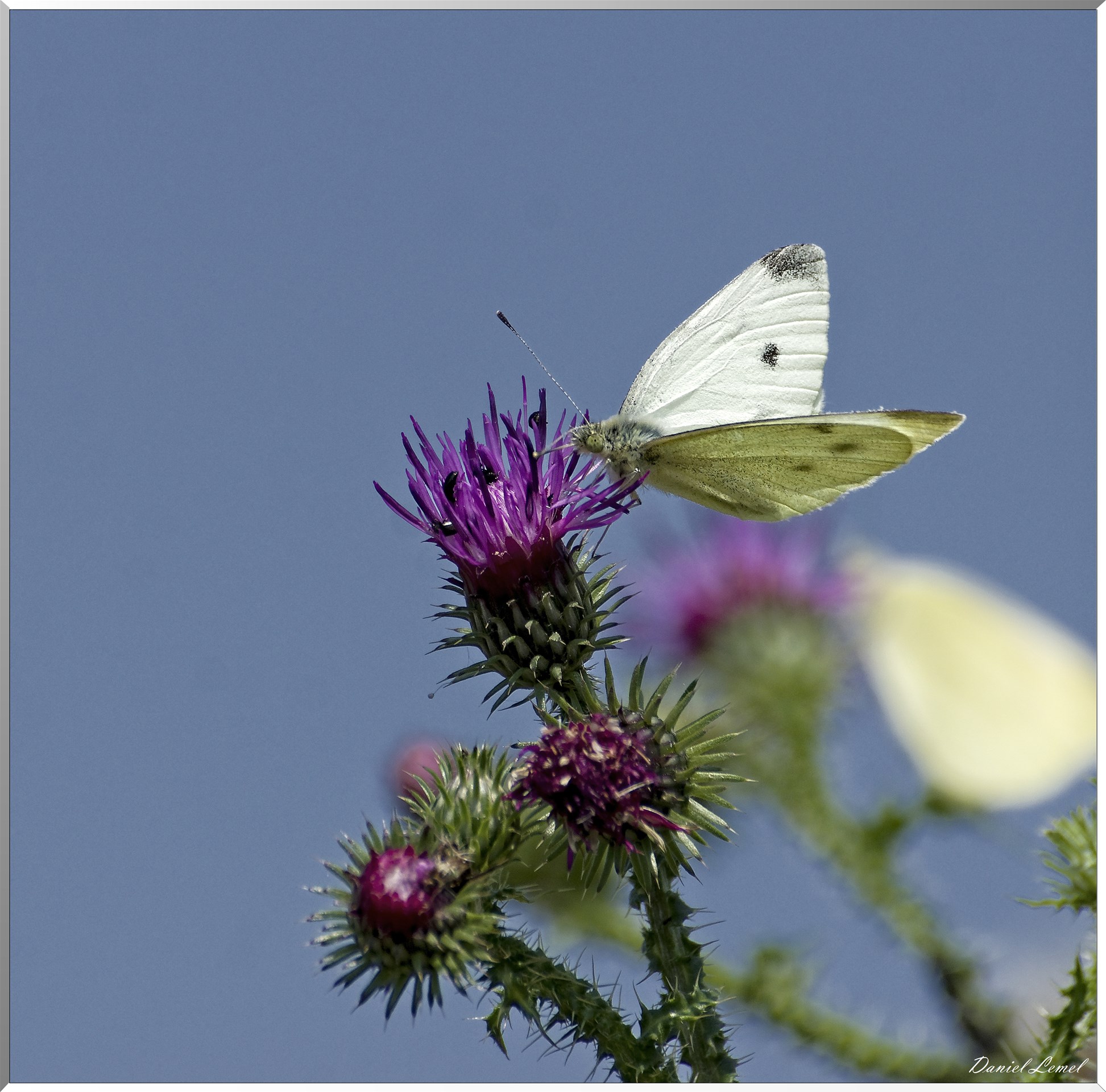 Saint-Denis-le-Ferment