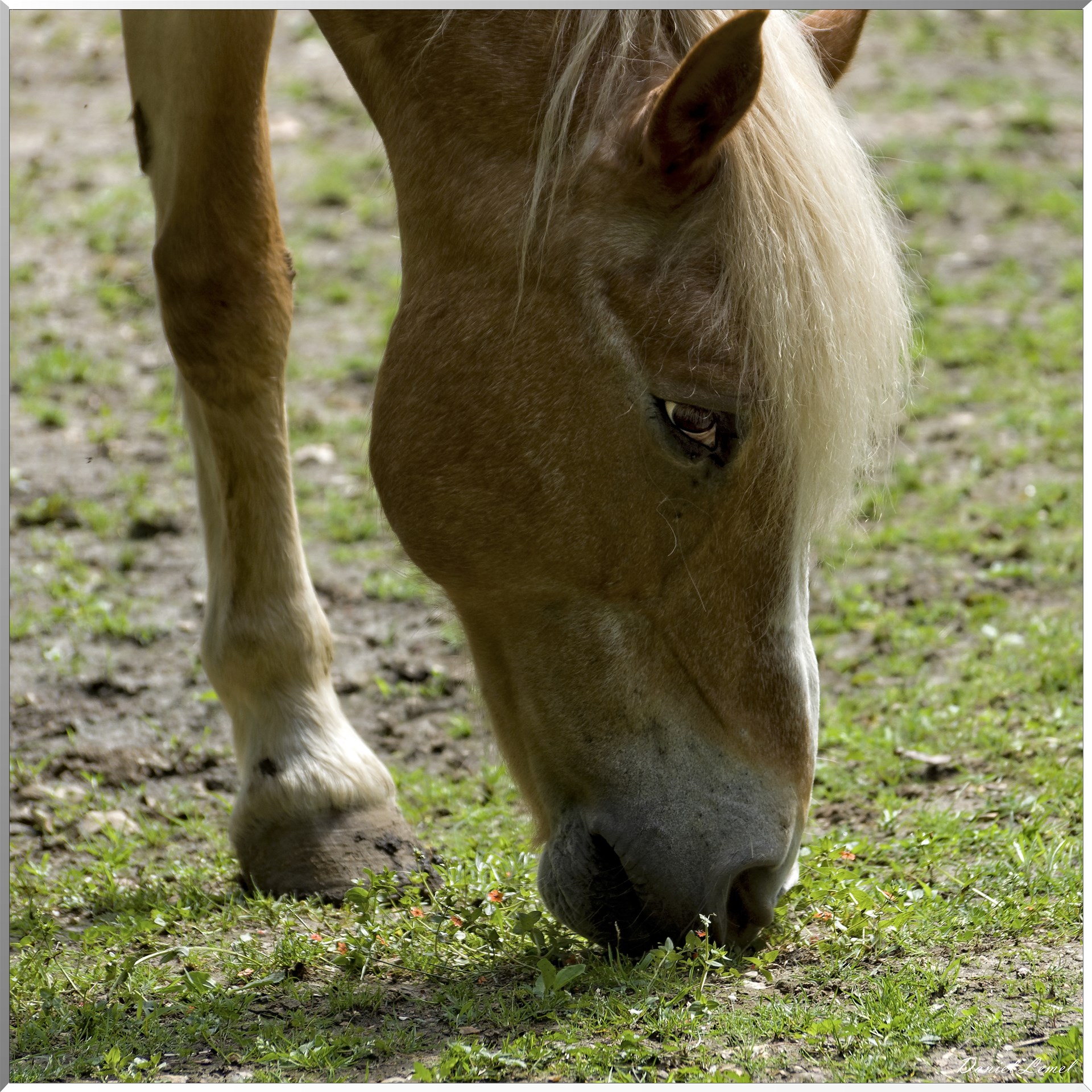 Saint-Denis-le-Ferment