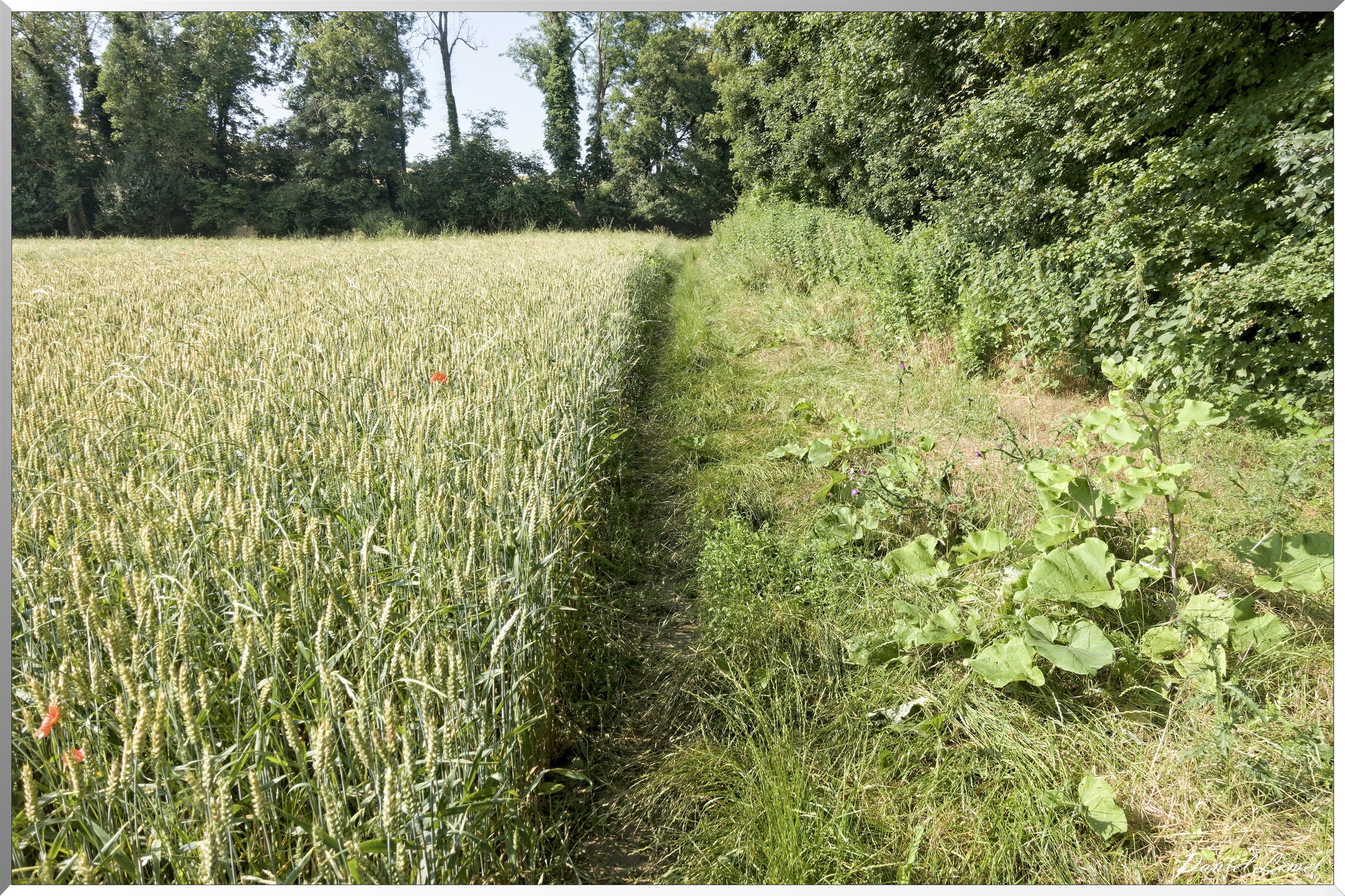 Saint-Denis-le-Ferment