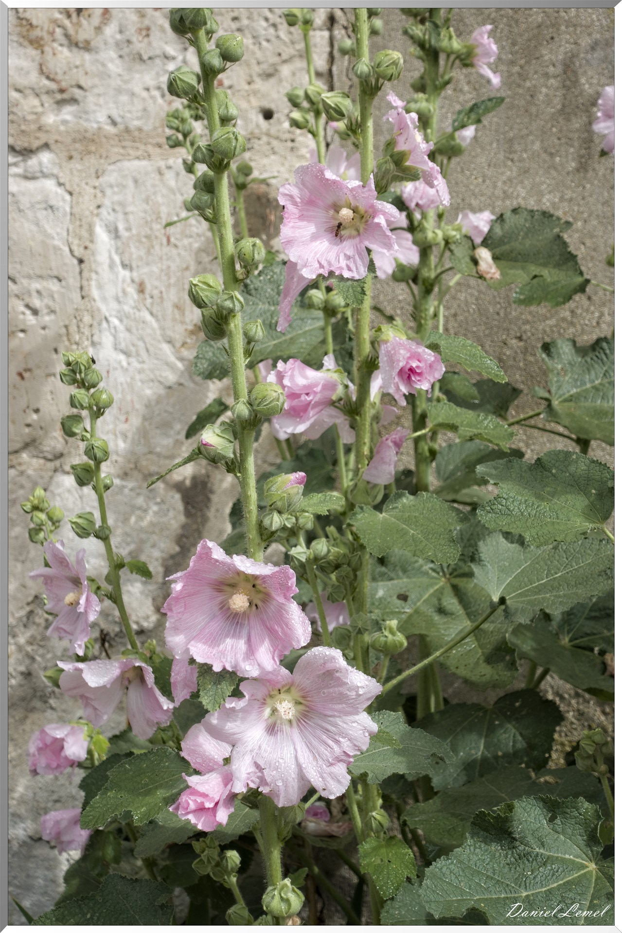 Saint-Geneviève-les-Gasny