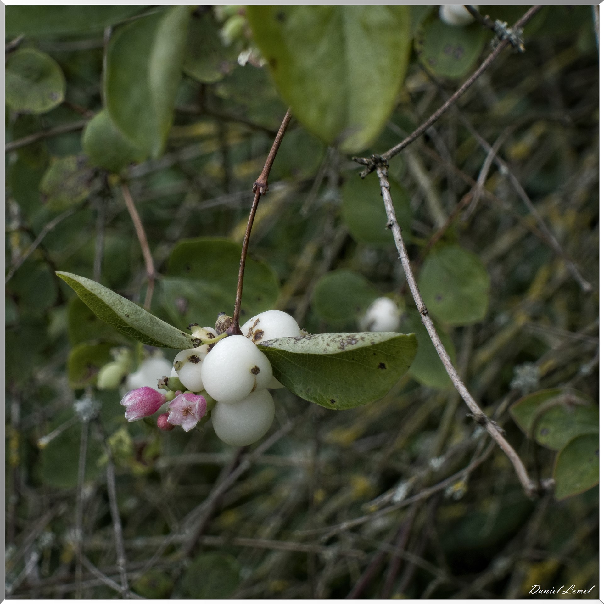 Notre-Dame-de-l'Isle