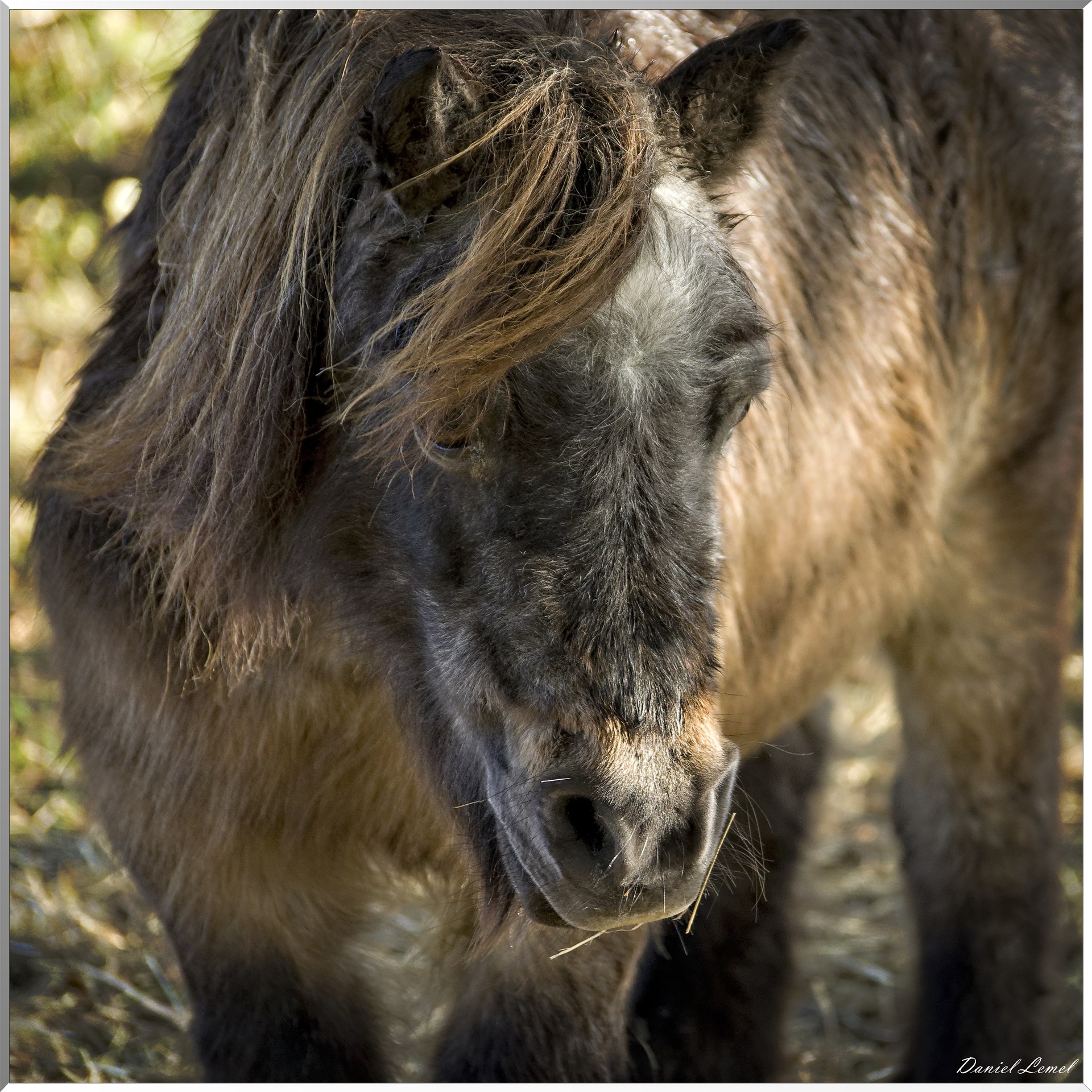 Saint-Pierre-de-Bailleul