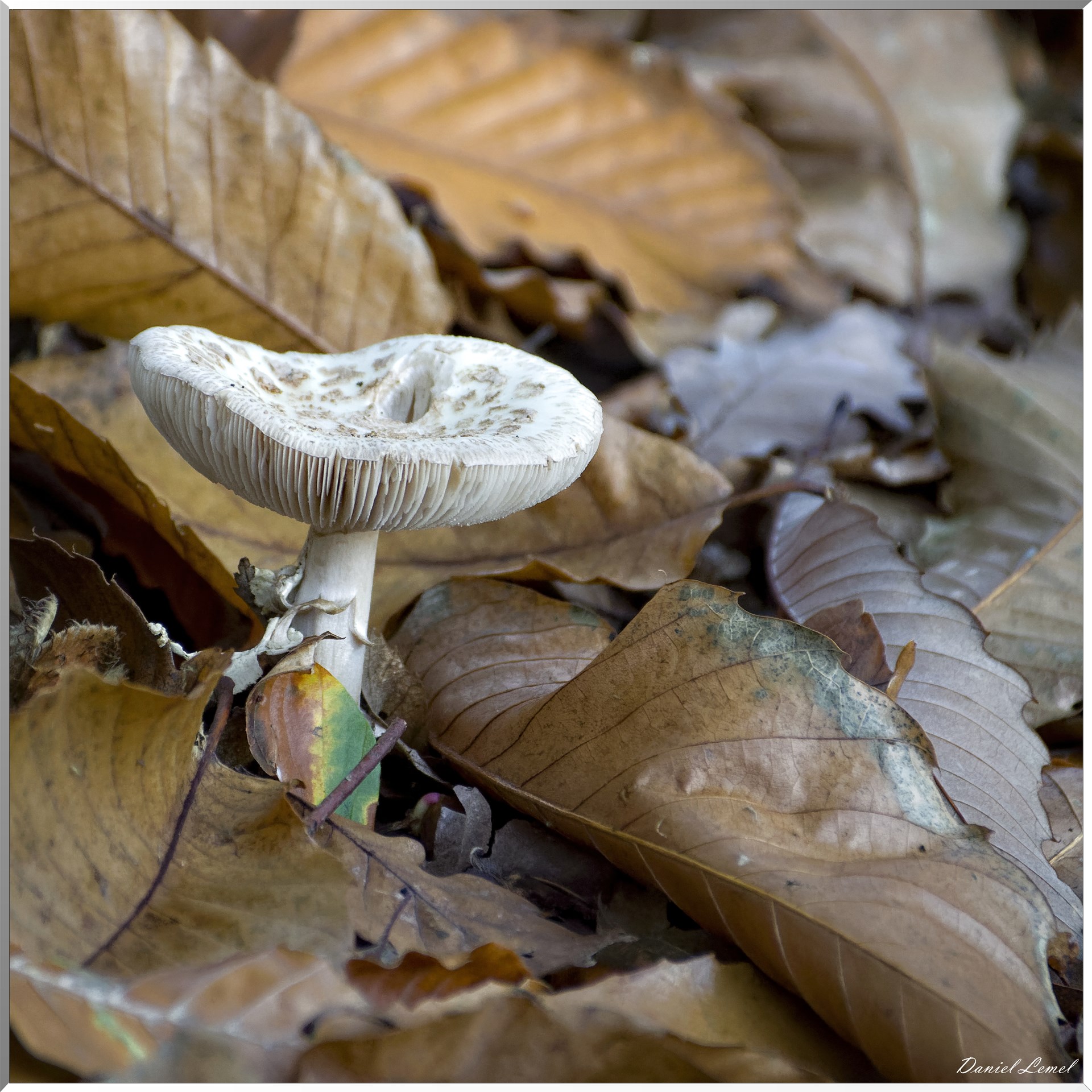 Saint-Pierre-de-Bailleul