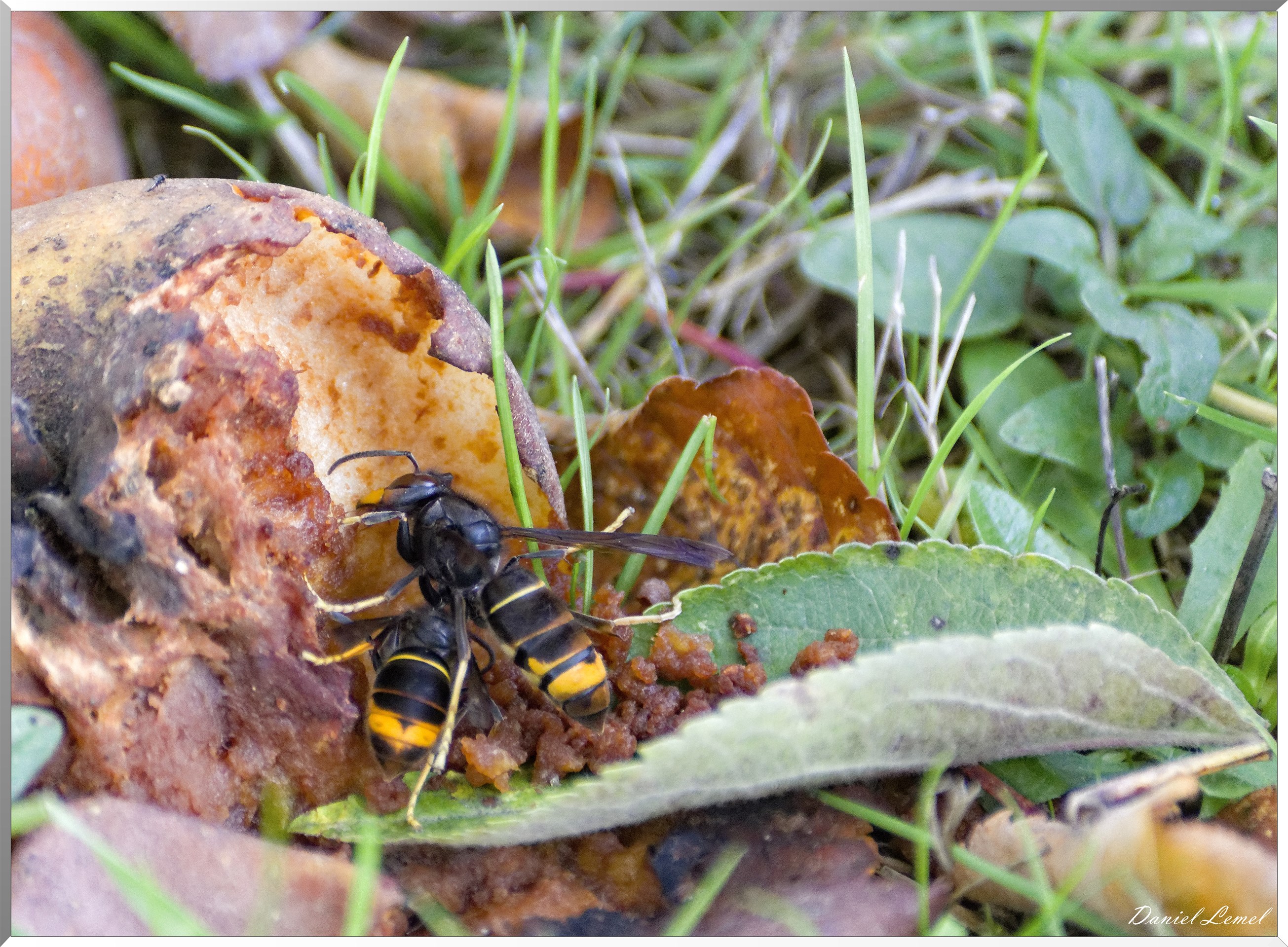 Saint-Pierre-de-Bailleul