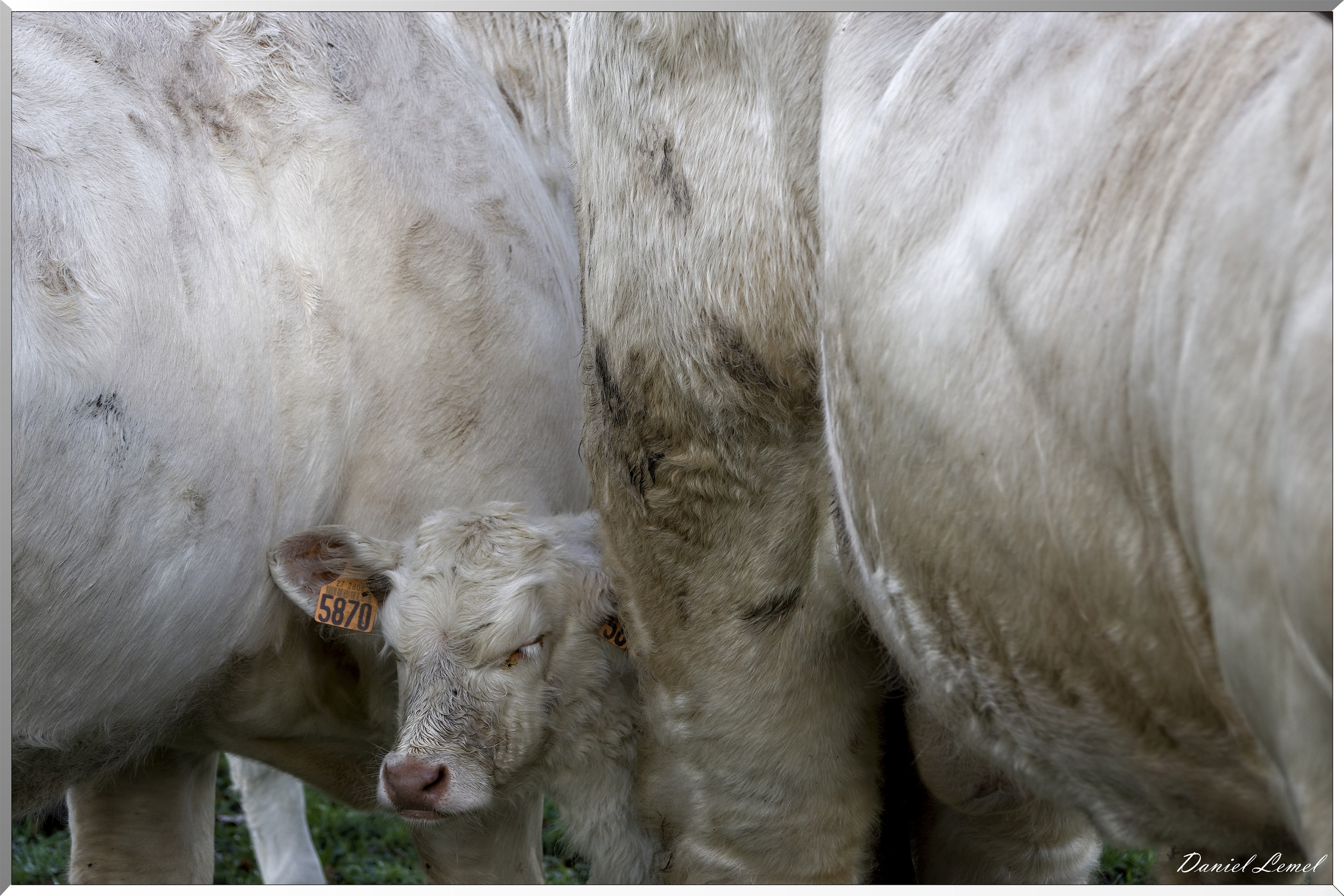 Saint-Pierre-de-Bailleul