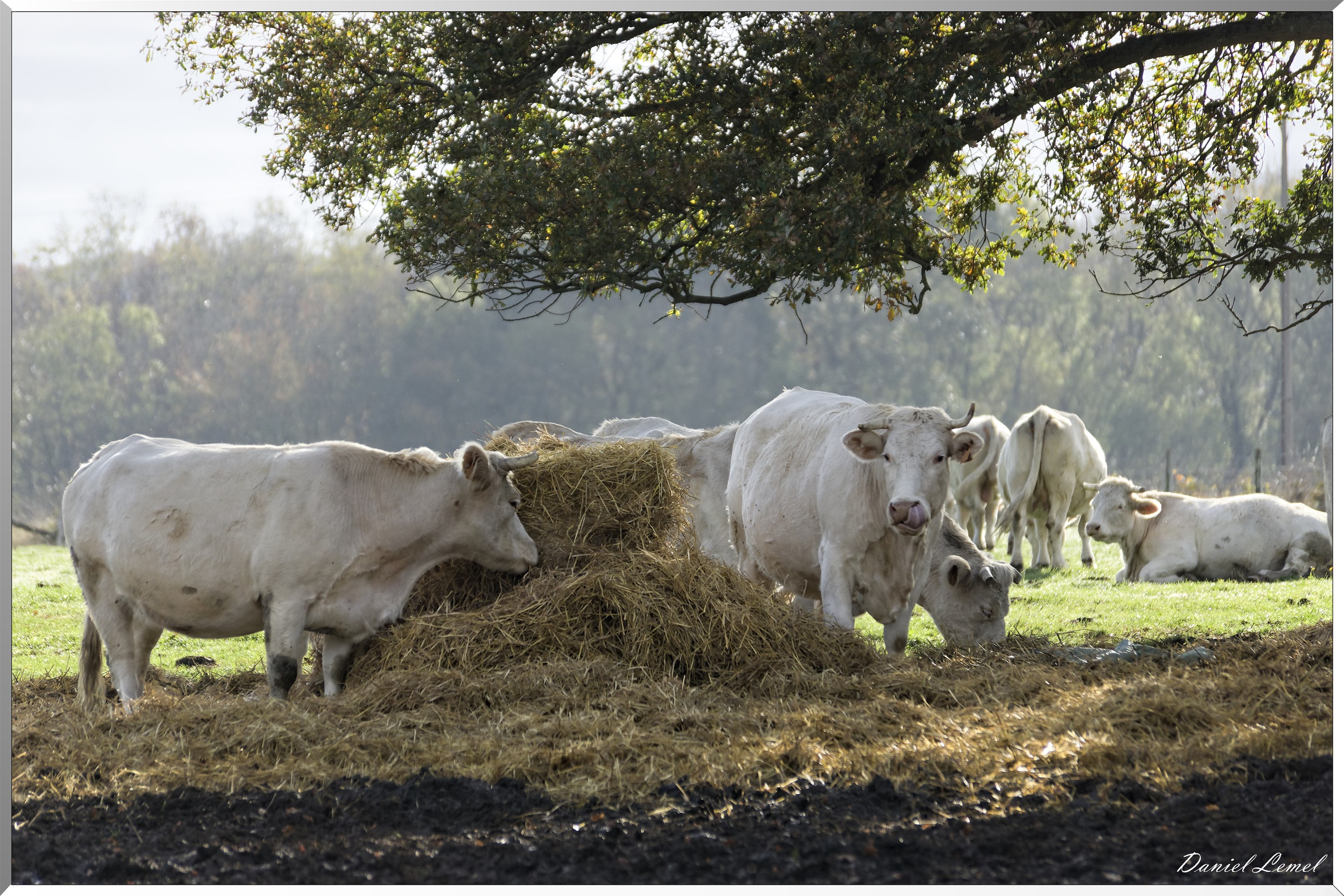 Saint-Pierre-de-Bailleul