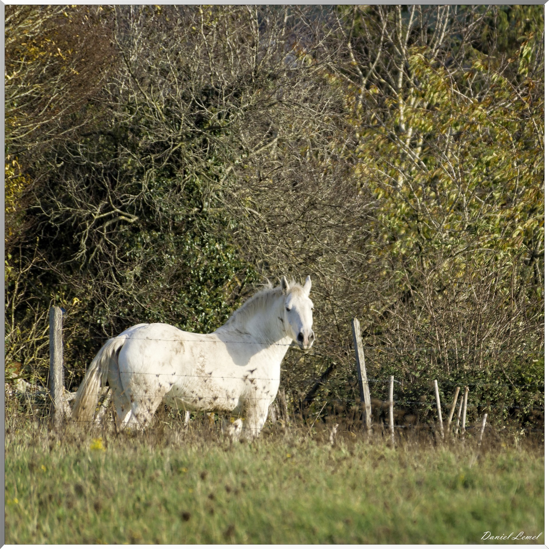 Saint-Pierre-de-Bailleul