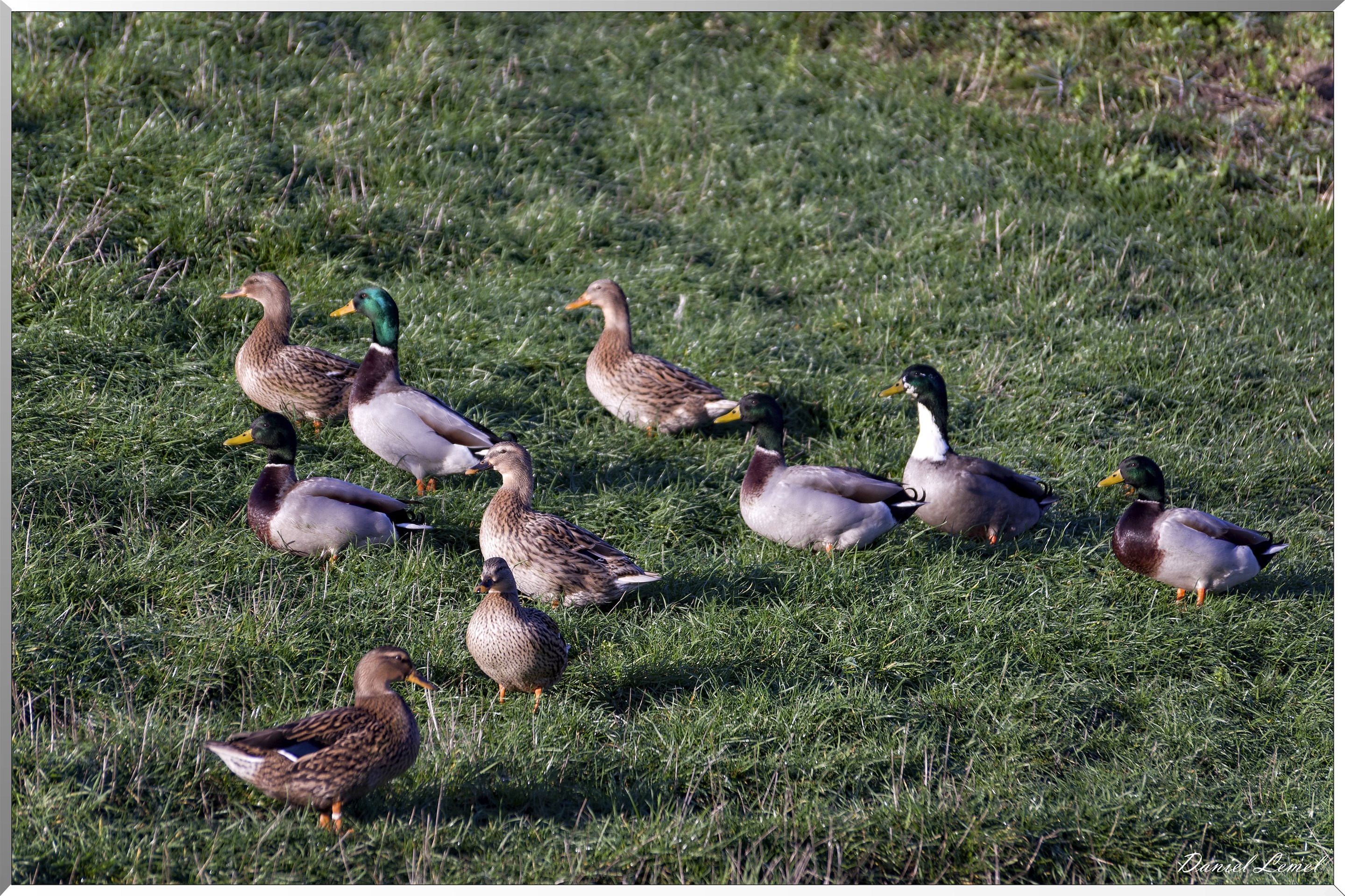 Saint-Pierre-de-Bailleul