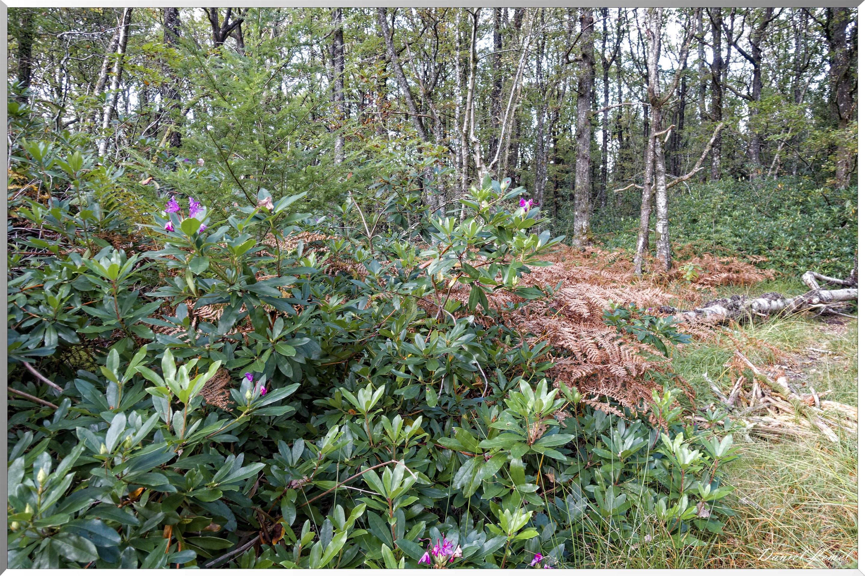 St-Evroult-Notre-Dame-du-Bois