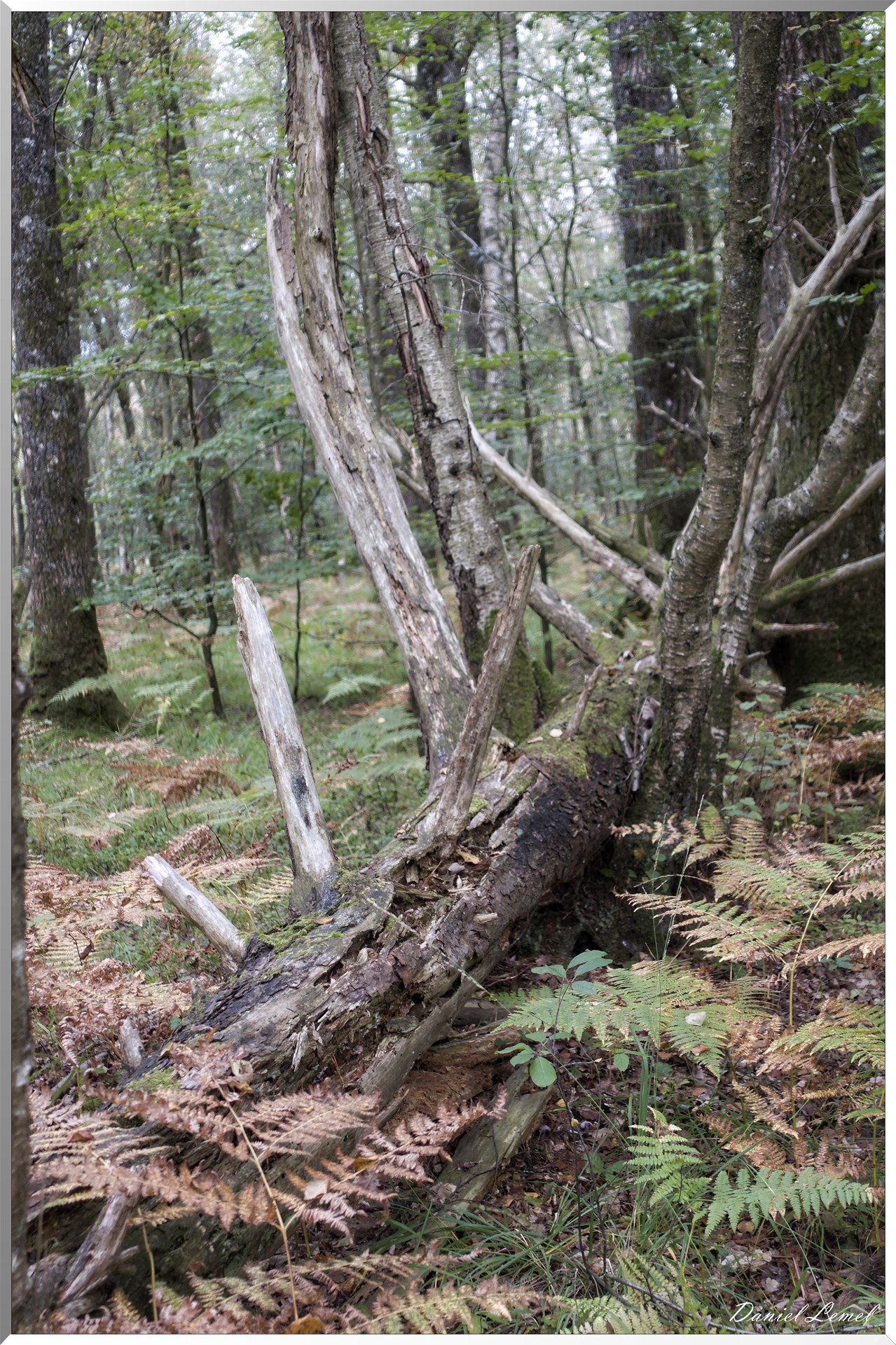 St-Evroult-Notre-Dame-du-Bois