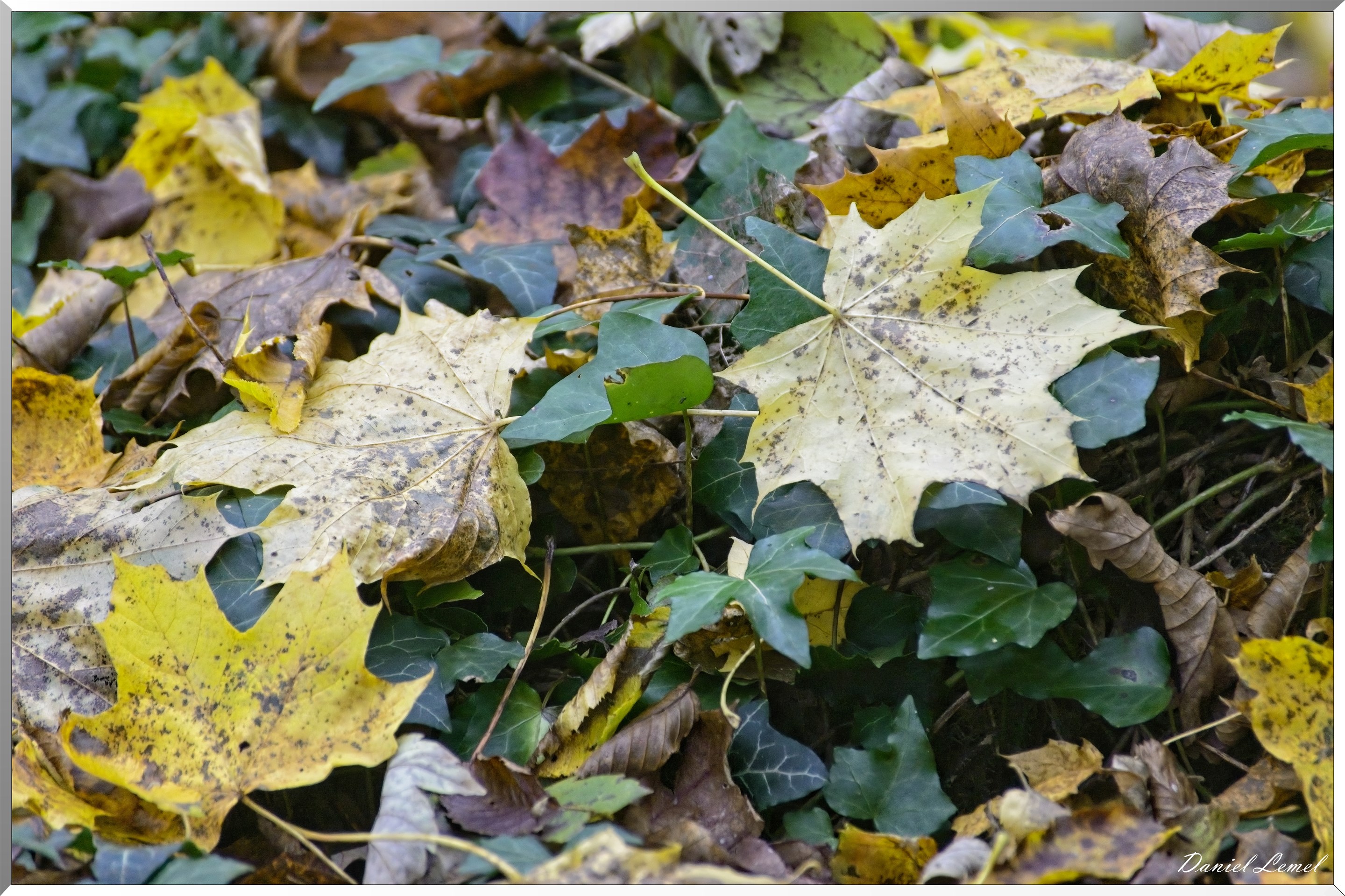 Pressagny l'orgueilleux