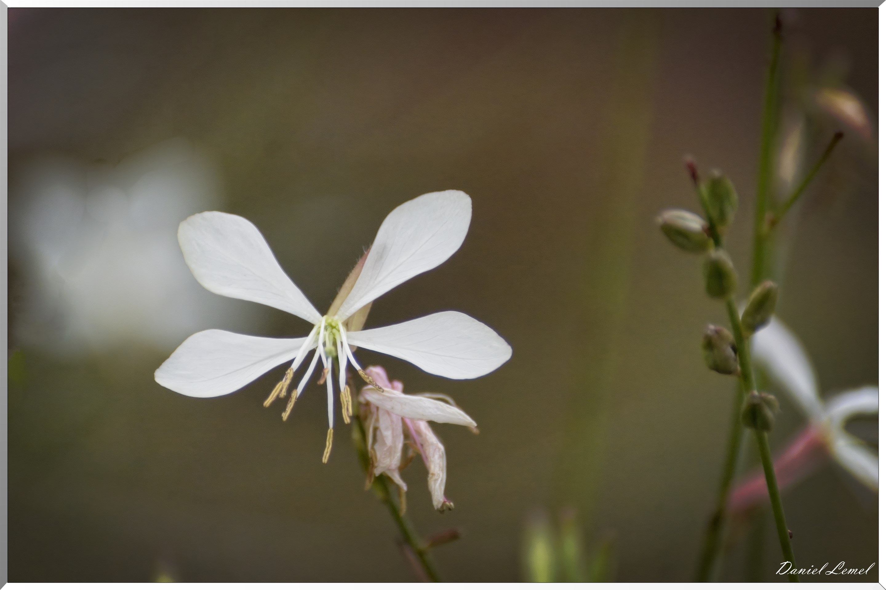 Pressagny l'orgueilleux