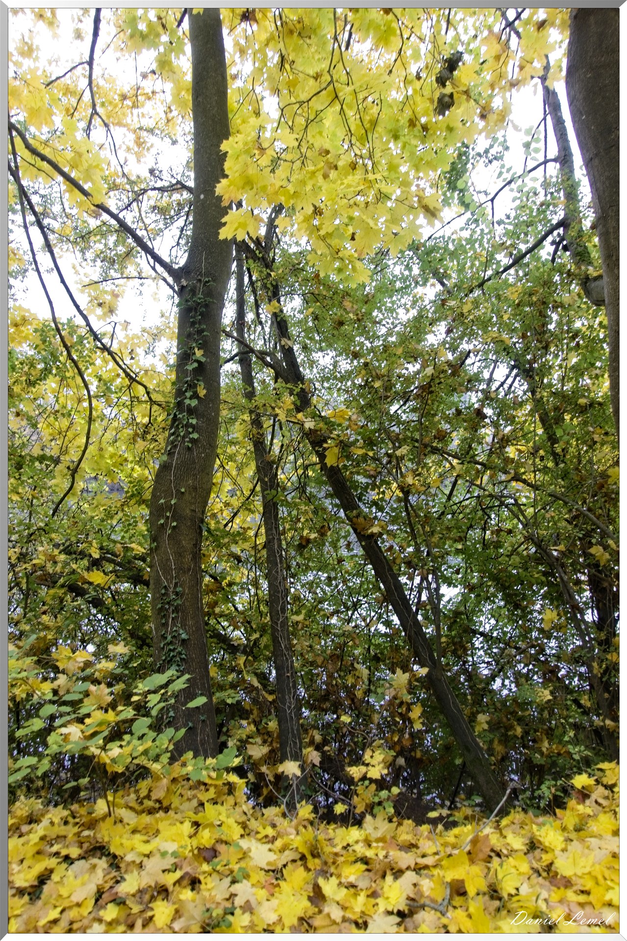 Pressagny l'orgueilleux