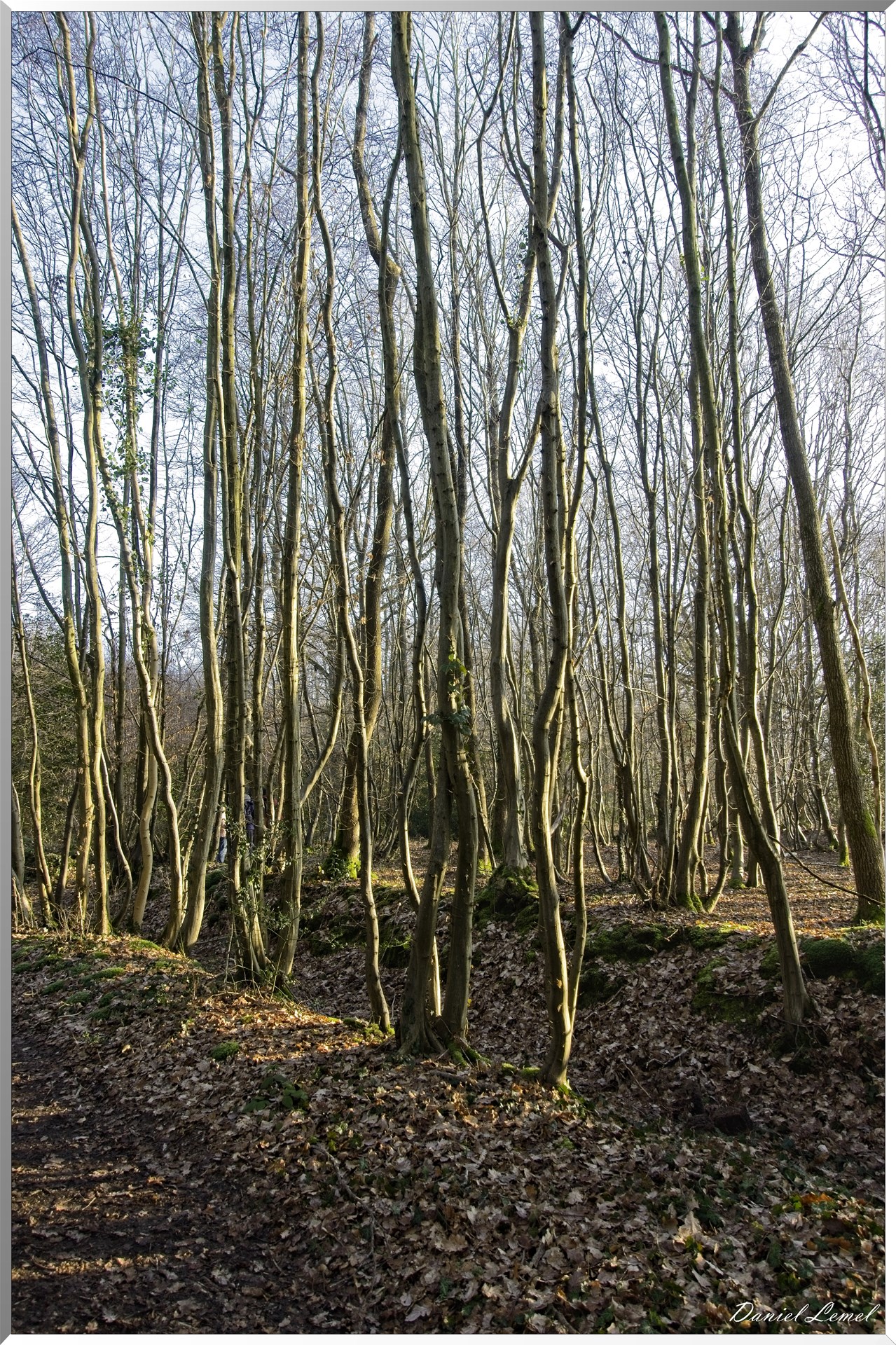 Bois-Jérôme-Saint-Ouen