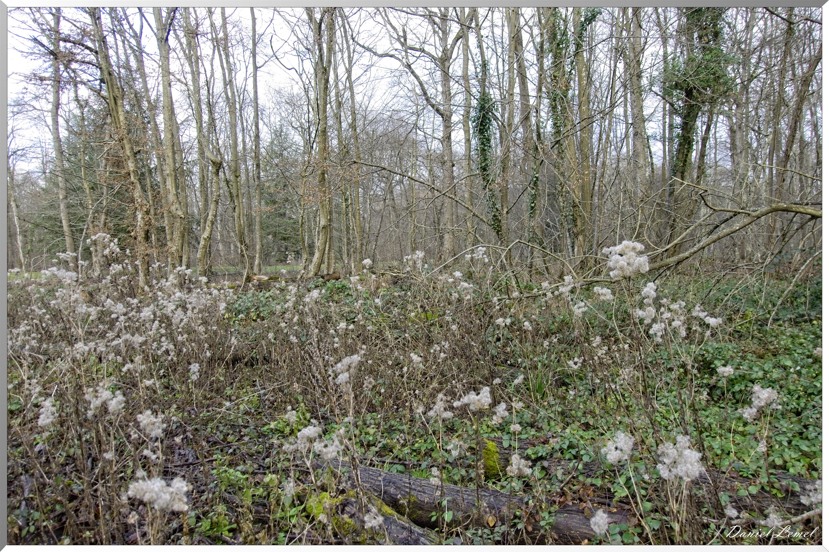 Arborétum de la Roche-Guyon
