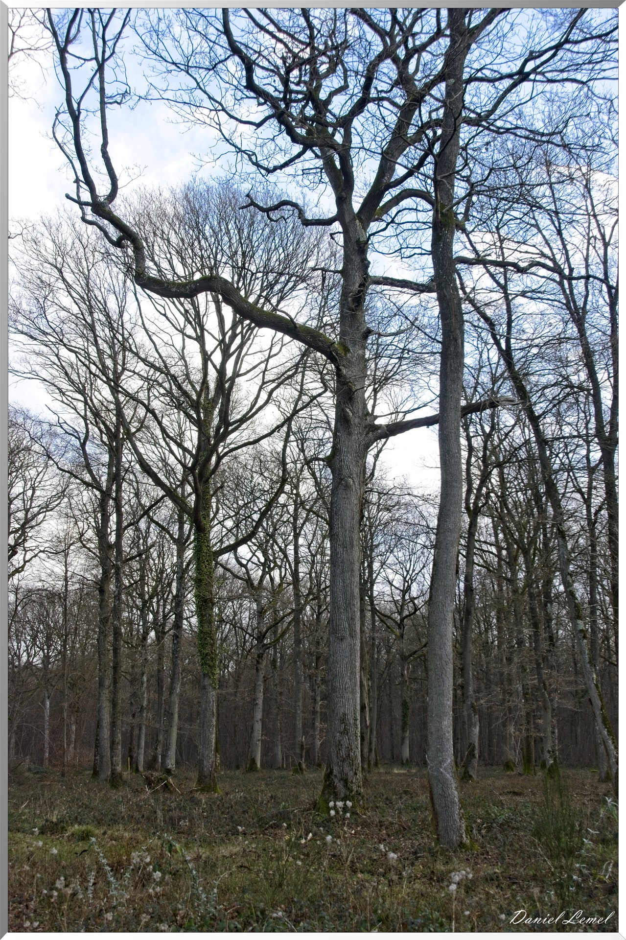 Arborétum de la Roche-Guyon