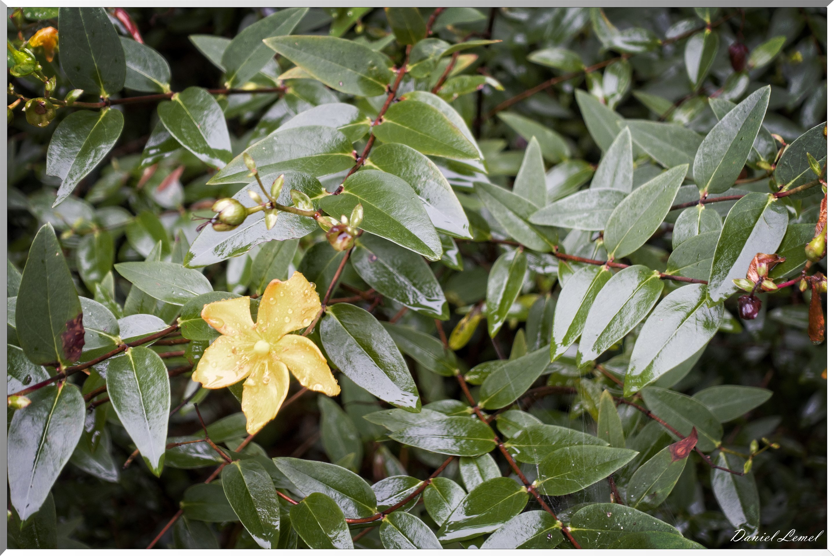 Arborétum de la Roche-Guyon