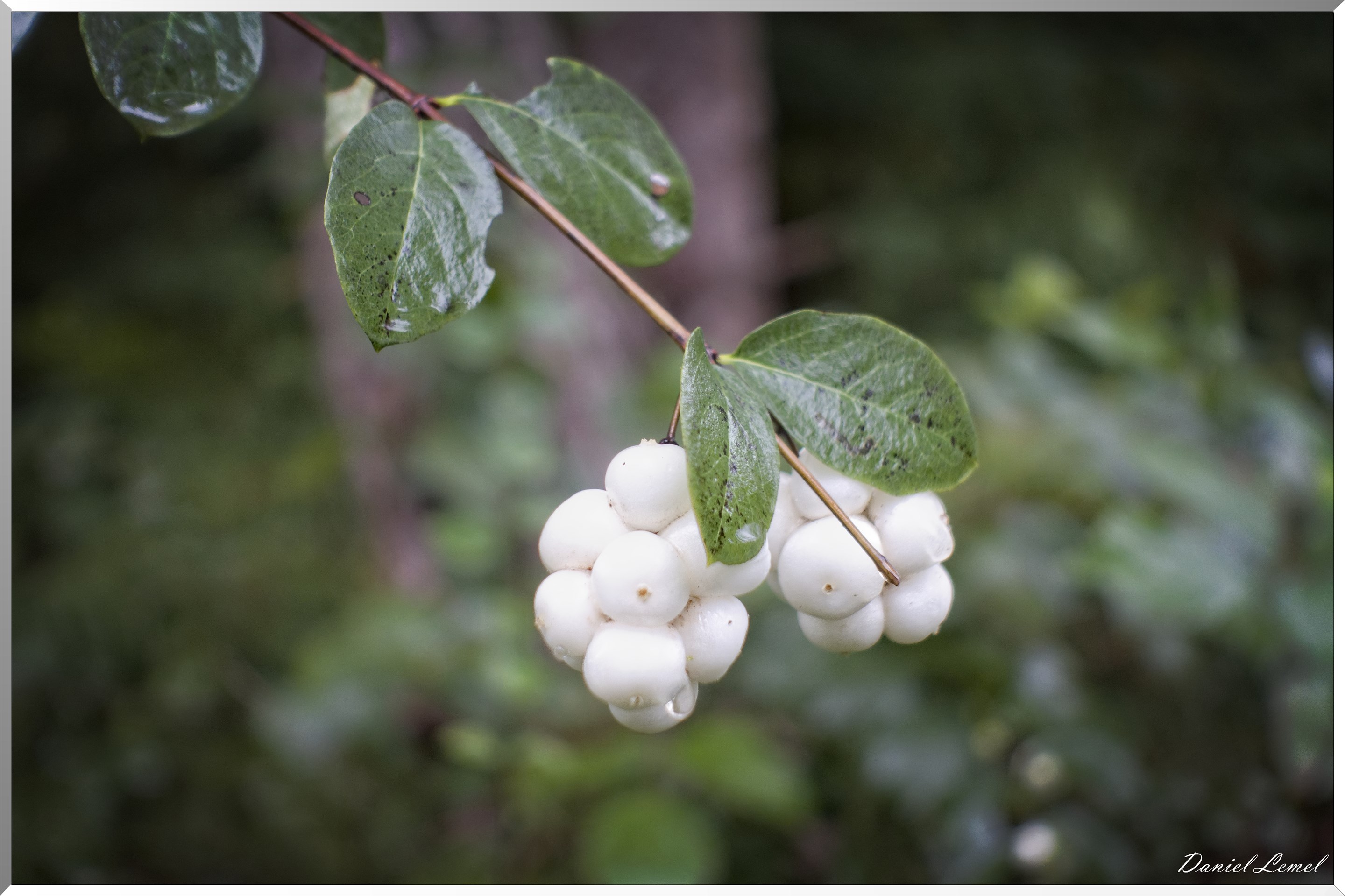 Arborétum de la Roche-Guyon