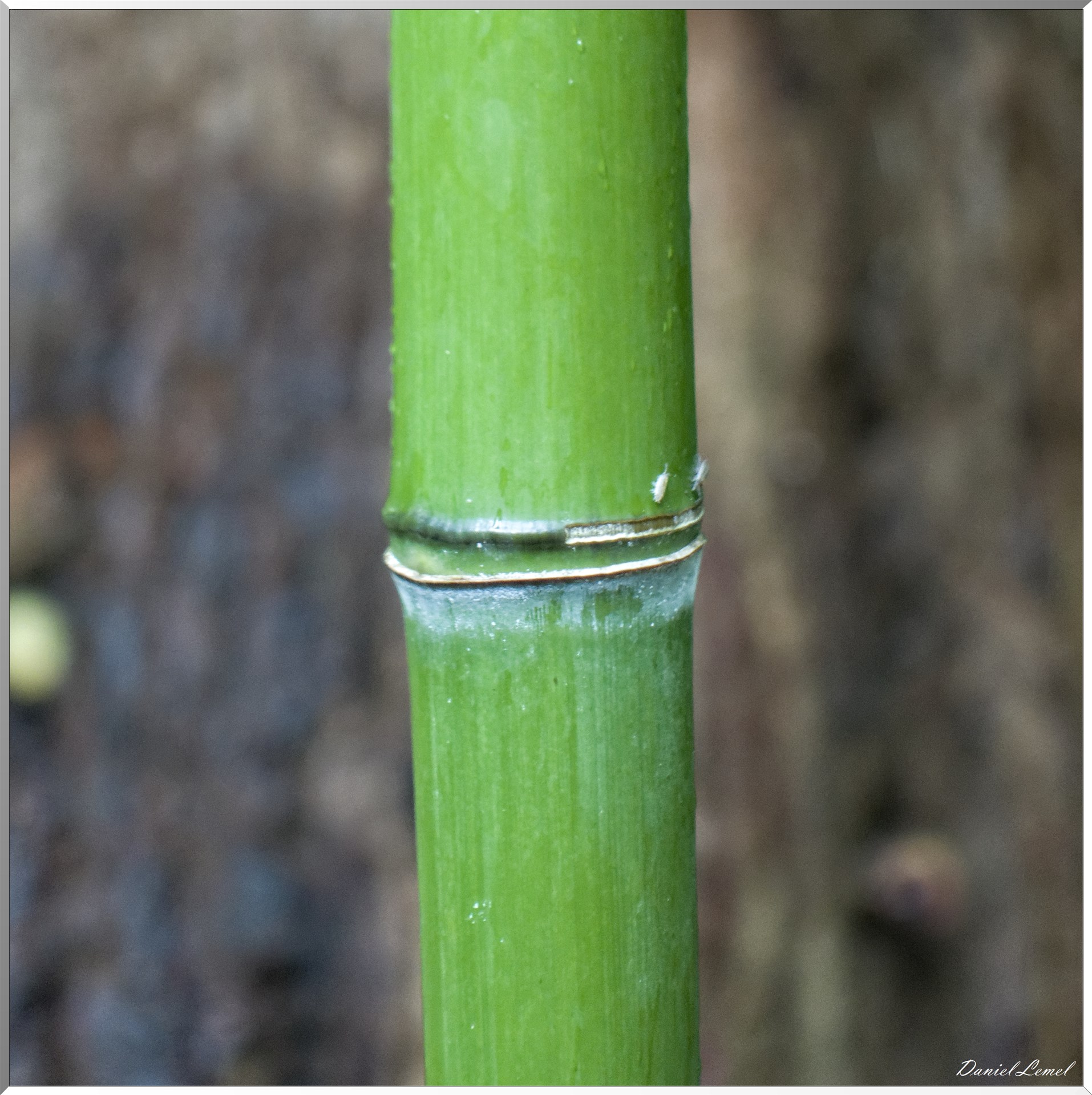 Arborétum de la Roche-Guyon