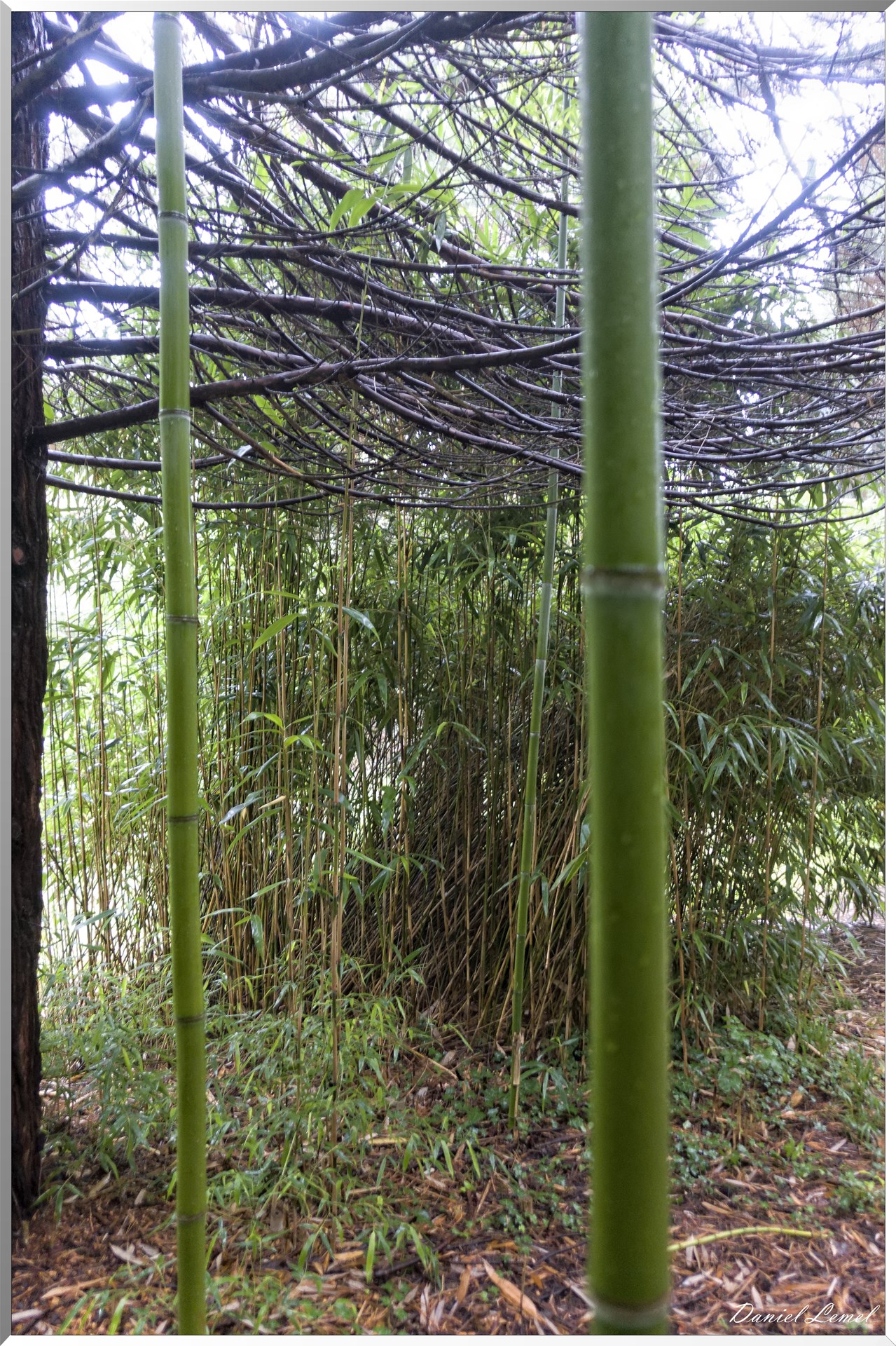 Arborétum de la Roche-Guyon