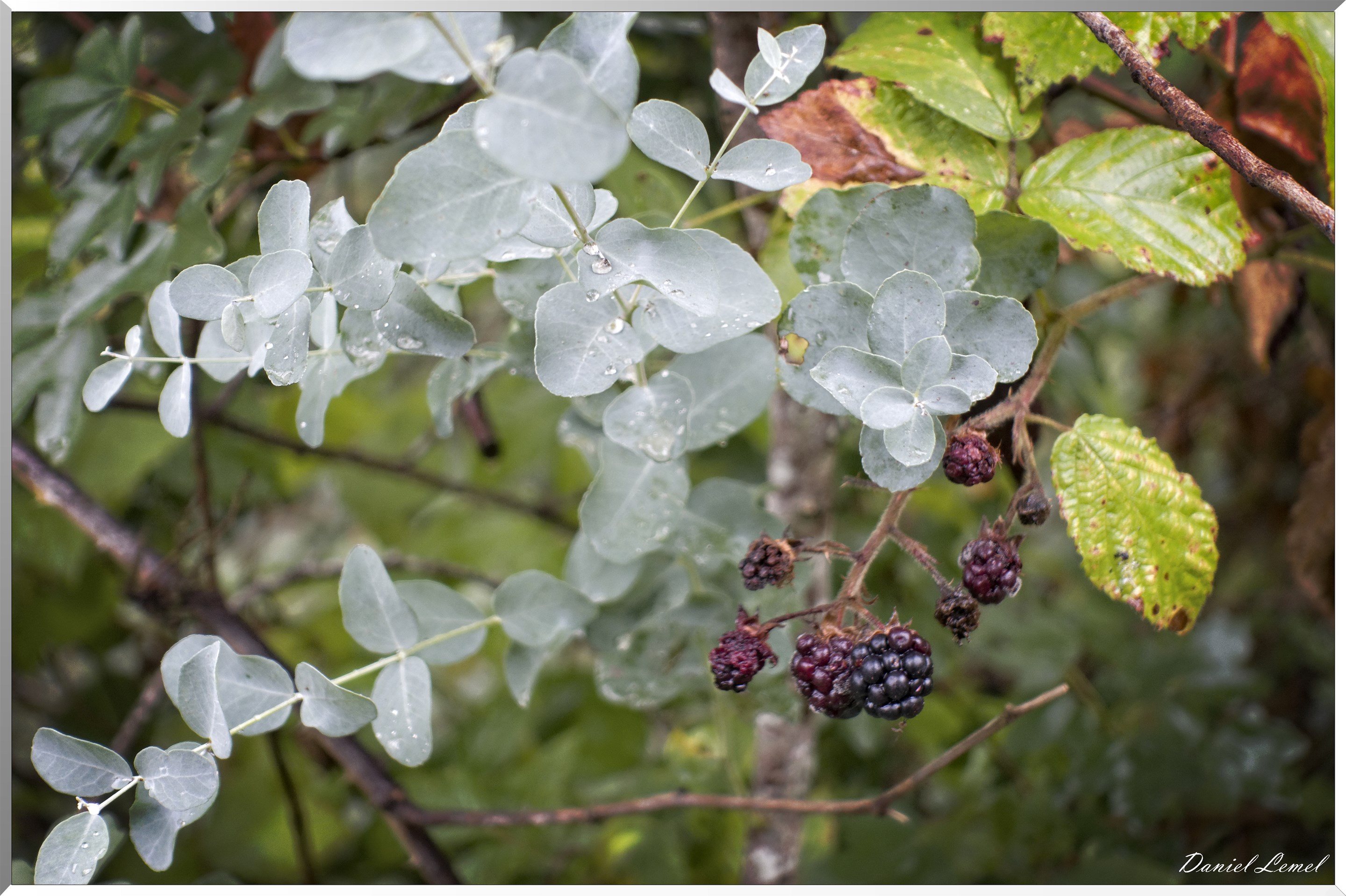 Arborétum de la Roche-Guyon
