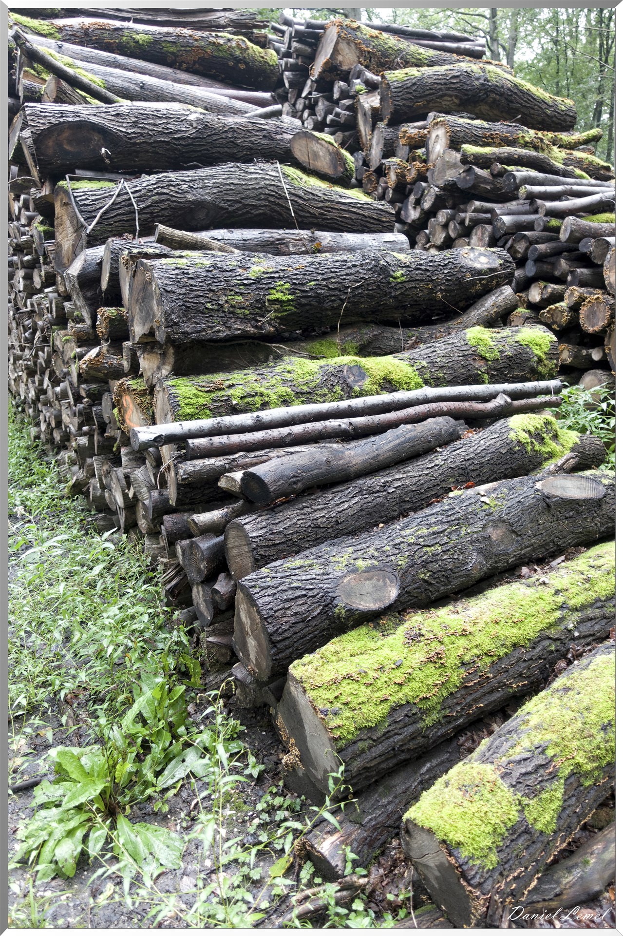 Arborétum de la Roche-Guyon