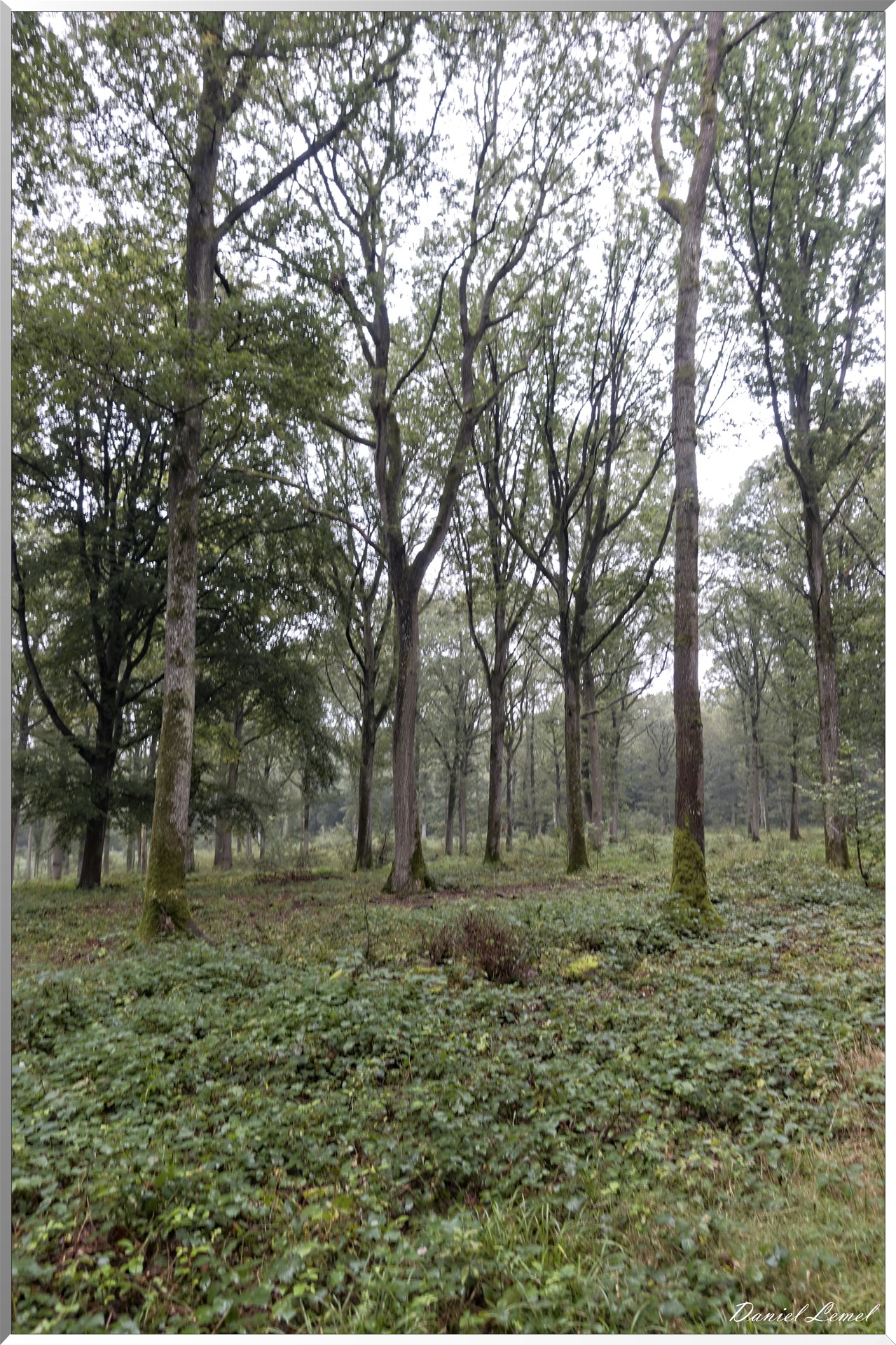 Arborétum de la Roche-Guyon