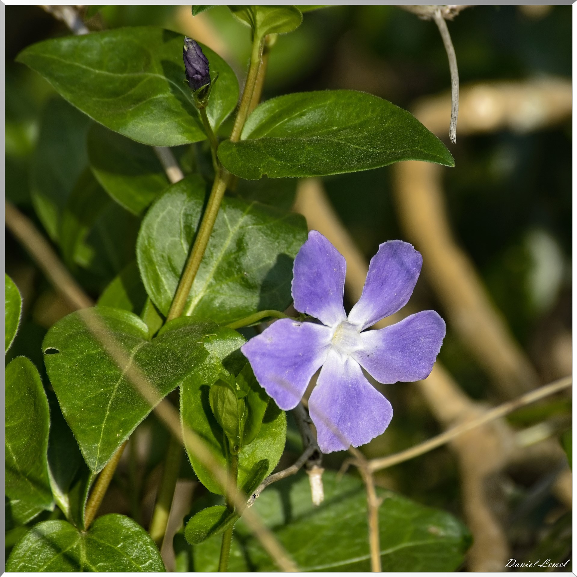 Les côteaux de Saint-Marcel