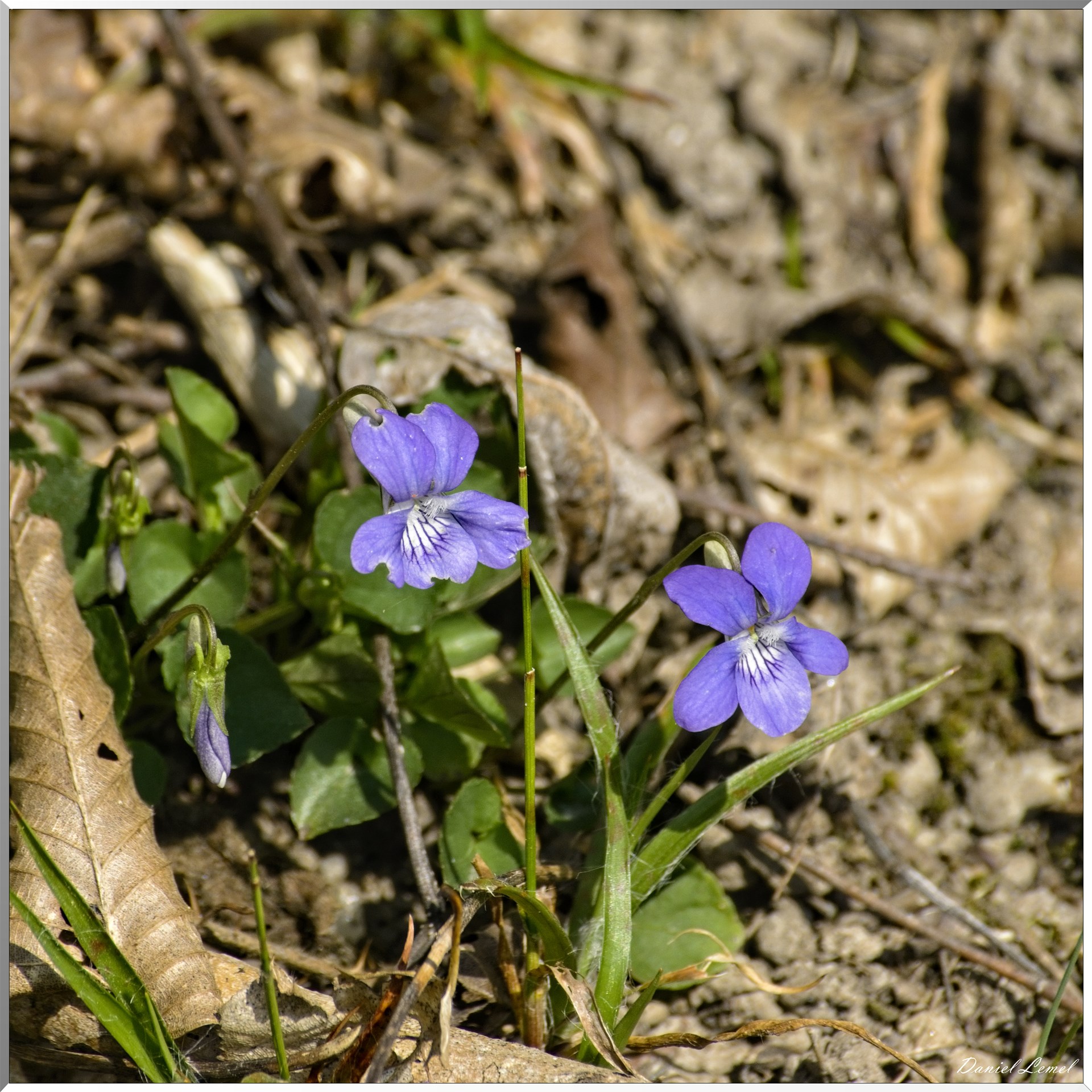 Les côteaux de Saint-Marcel