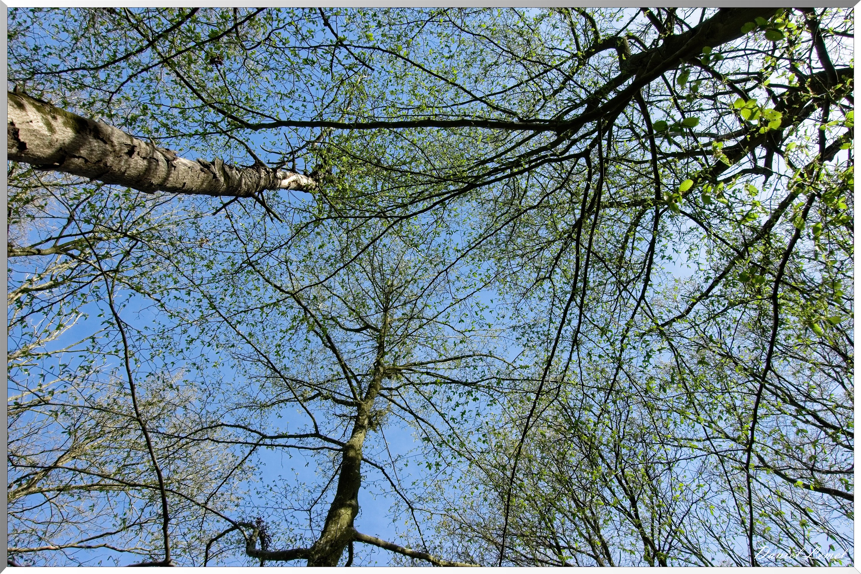 La-Chapelle-Réanville