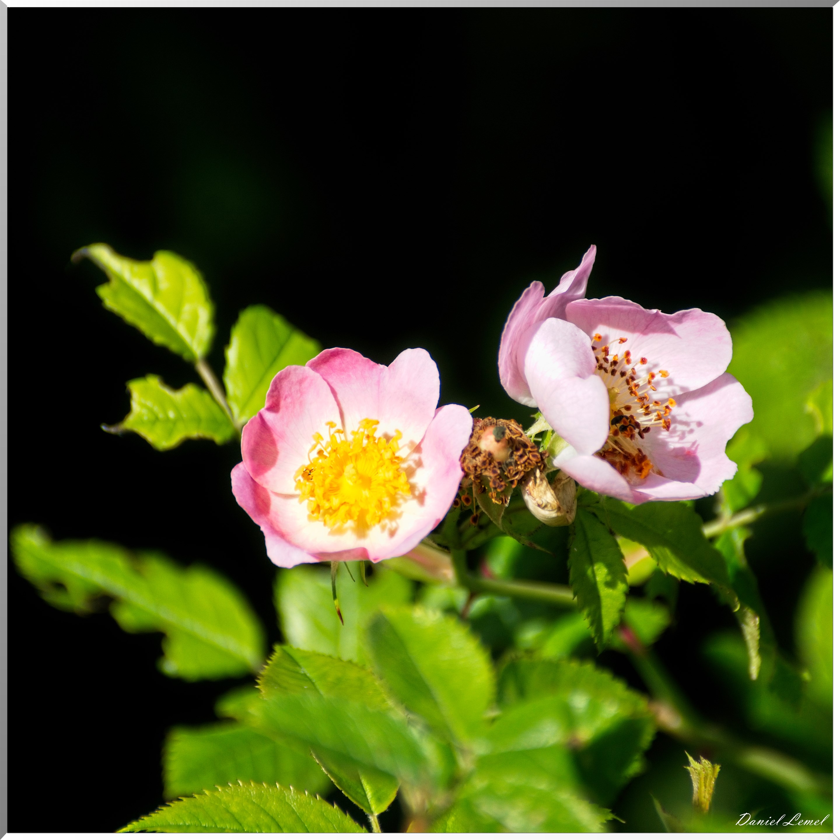 Notre-Dame-de-l'Isle