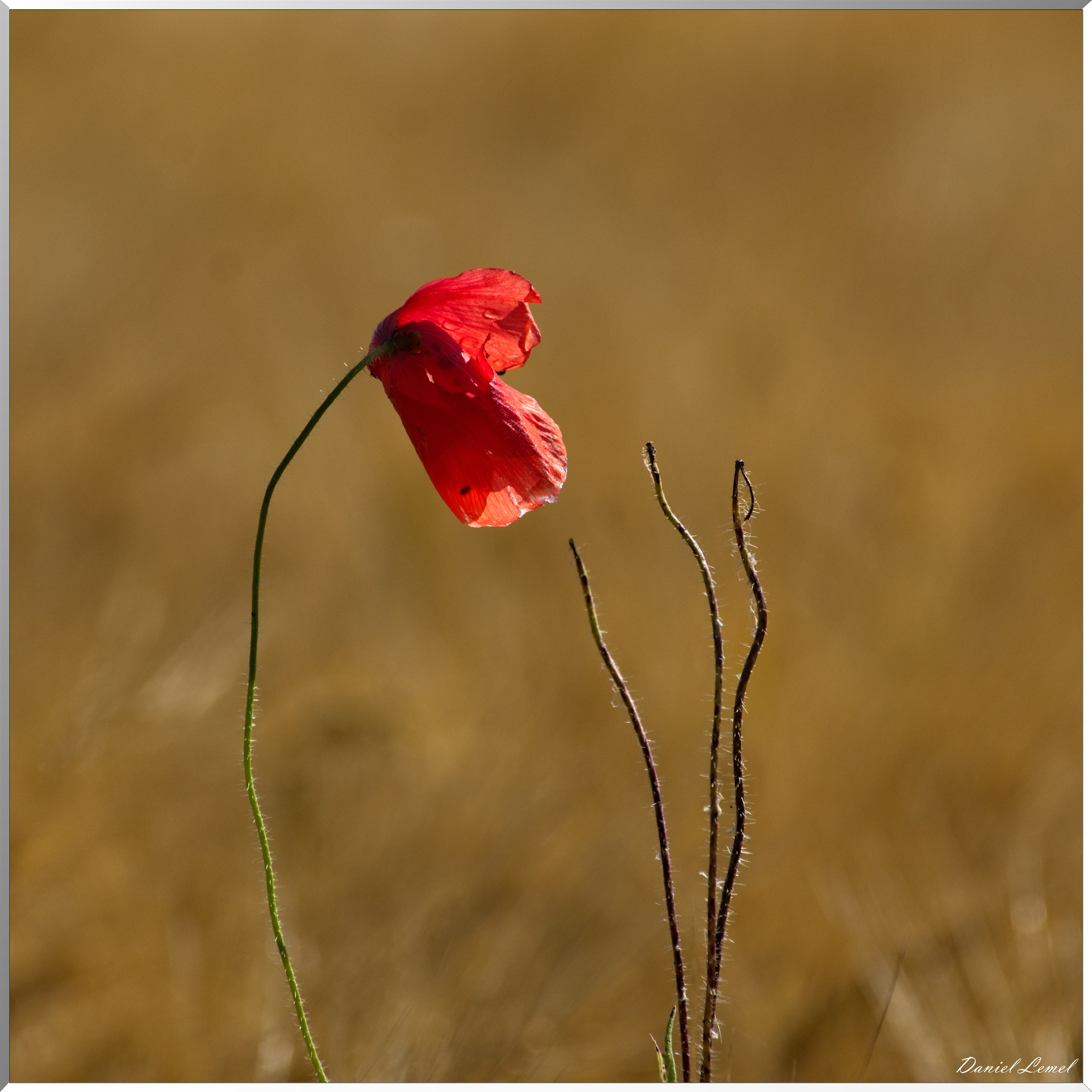 Notre-Dame-de-l'Isle