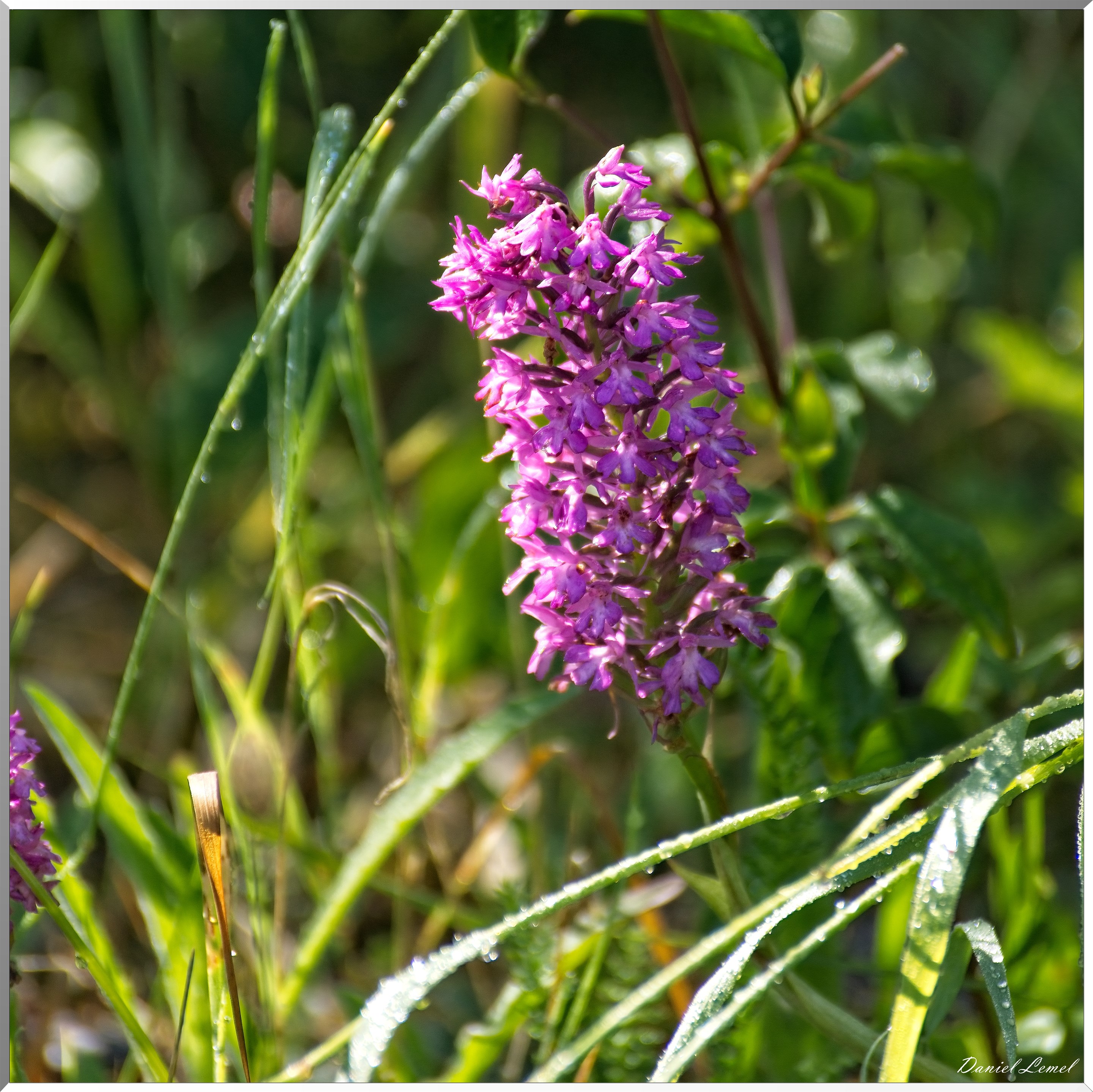 Notre-Dame-de-l'Isle