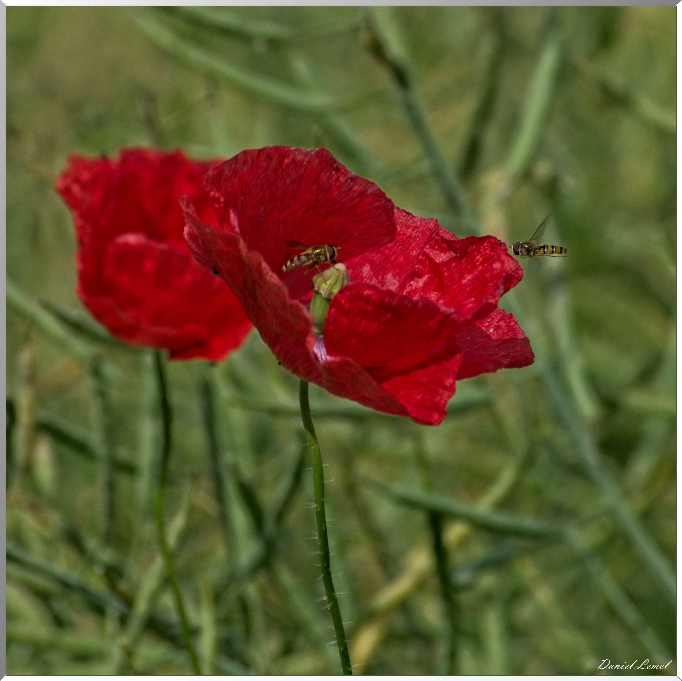 Notre-Dame-de-l'Isle