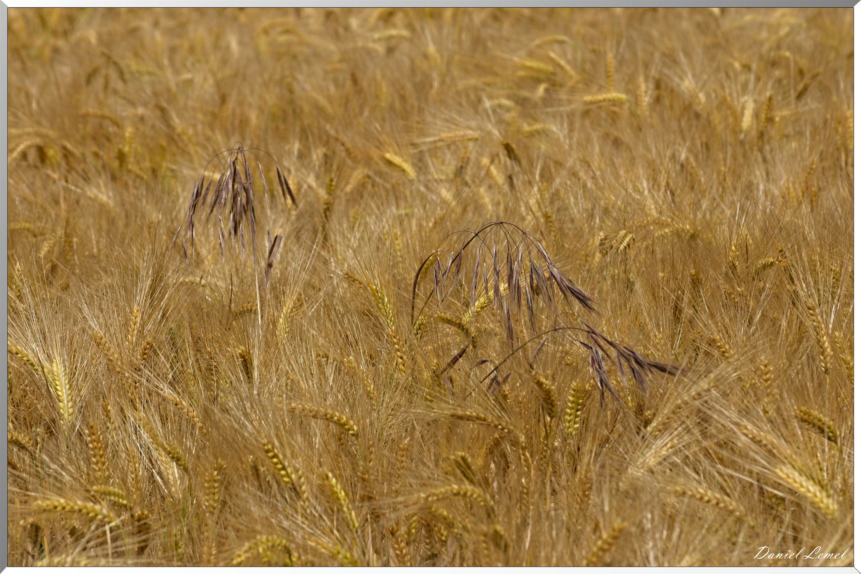 Notre-Dame-de-l'Isle