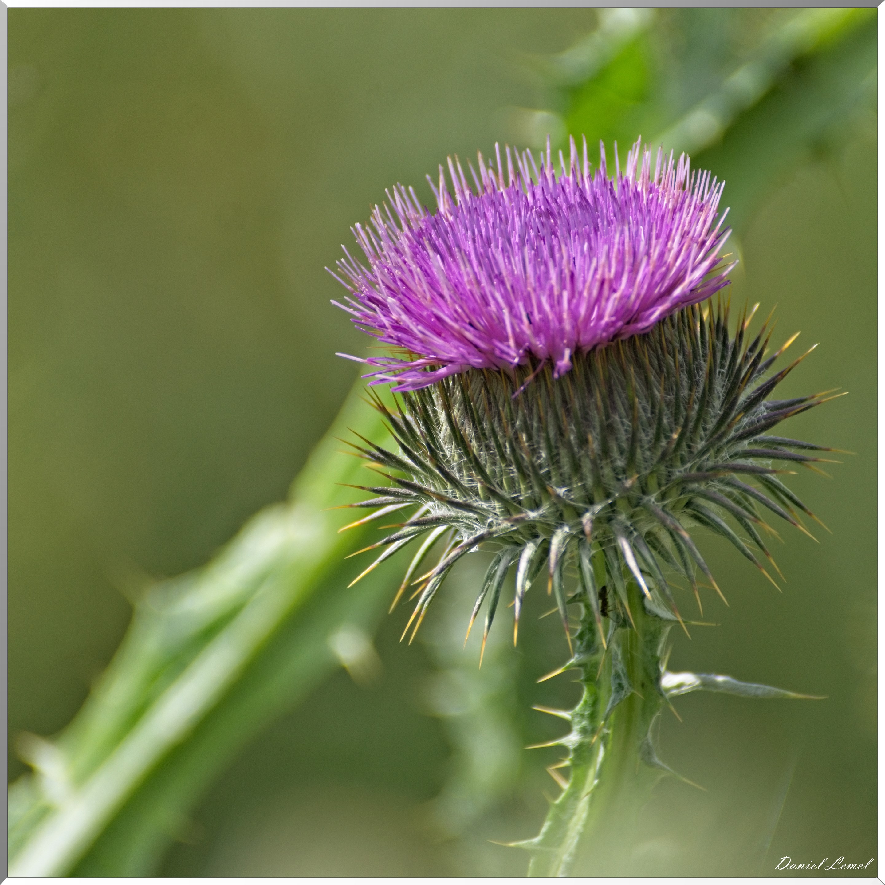 Notre-Dame-de-l'Isle