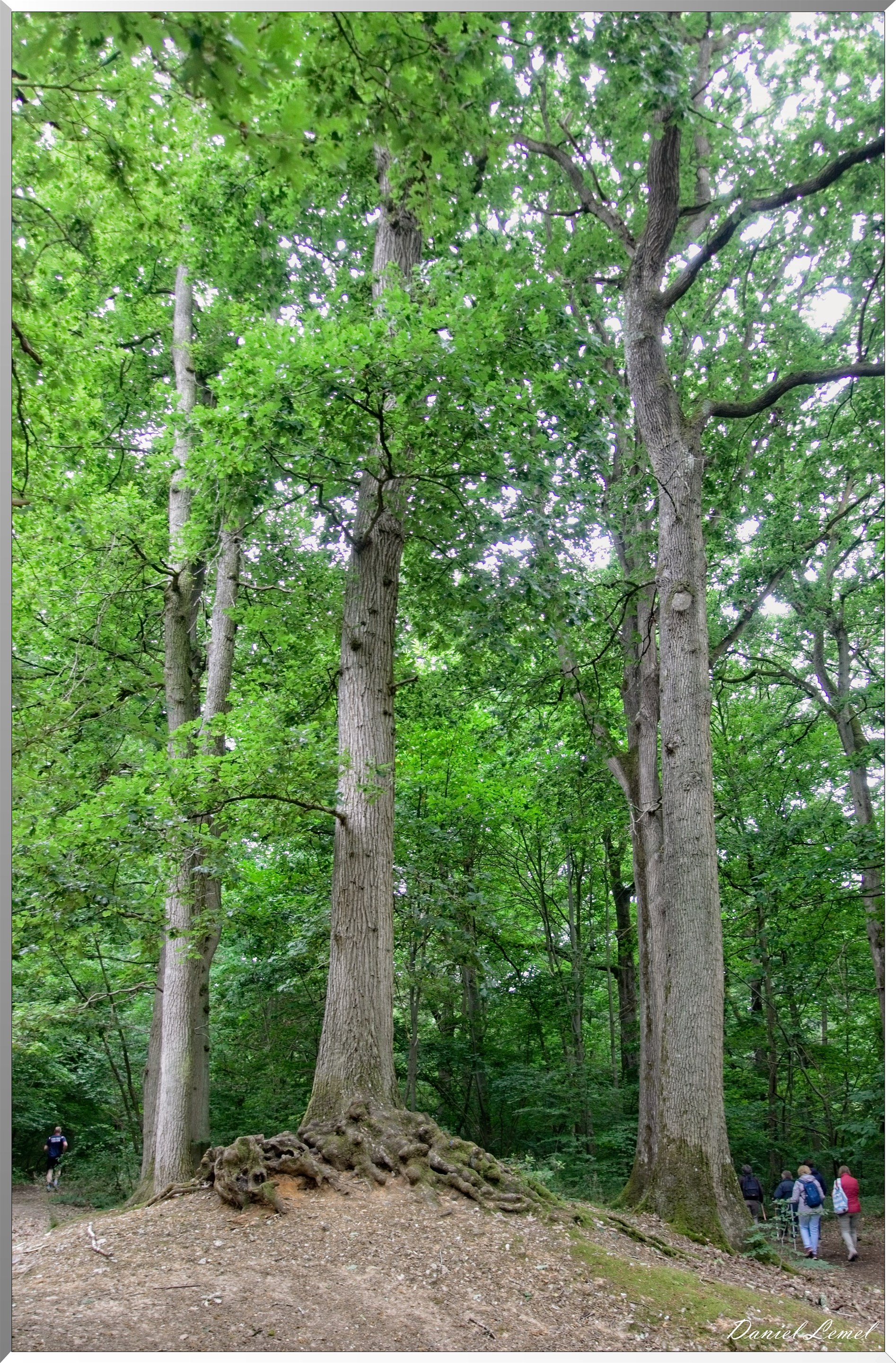 Forêt de Bizy - Vernon