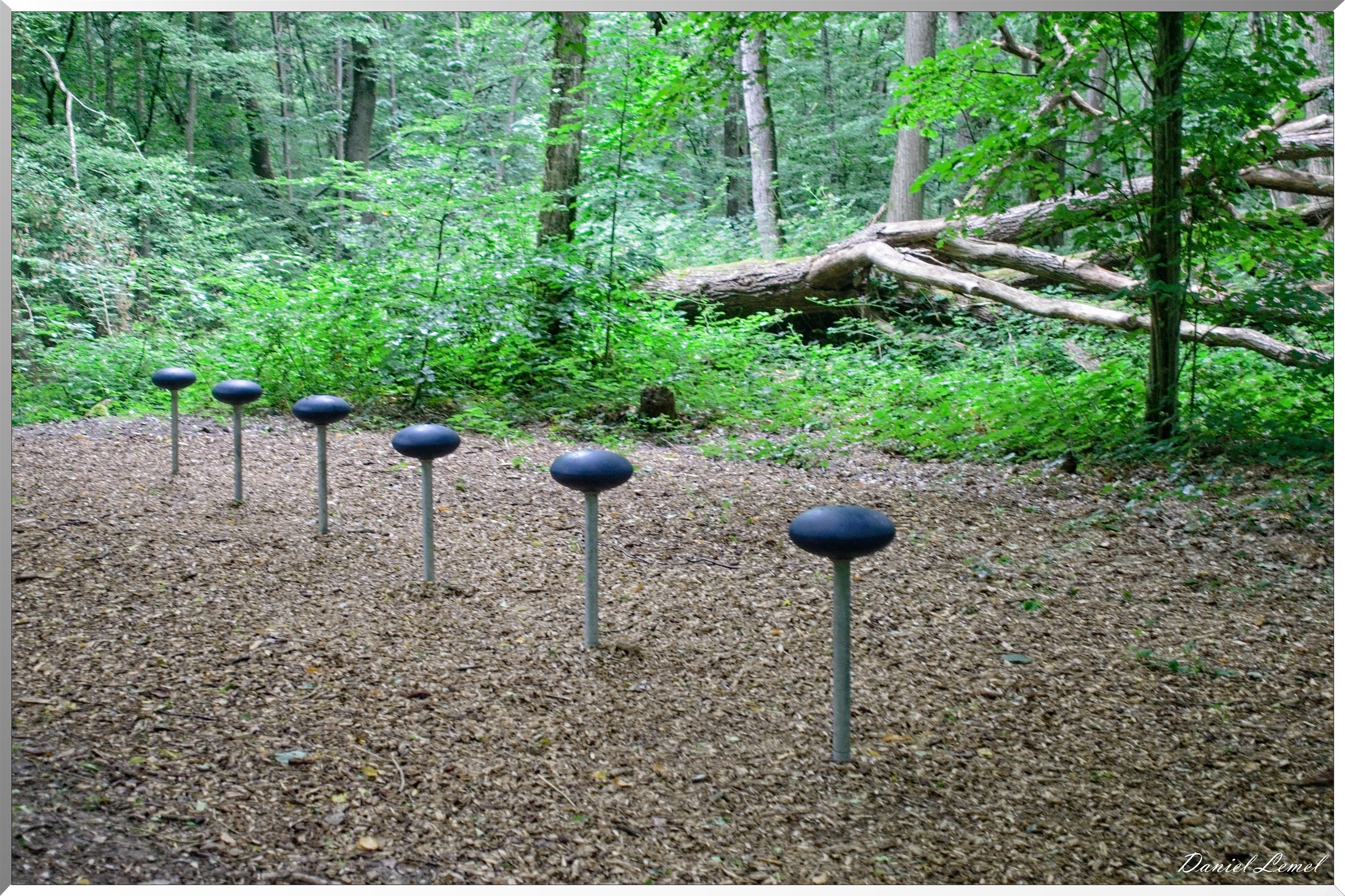 Forêt de Bizy - Vernon