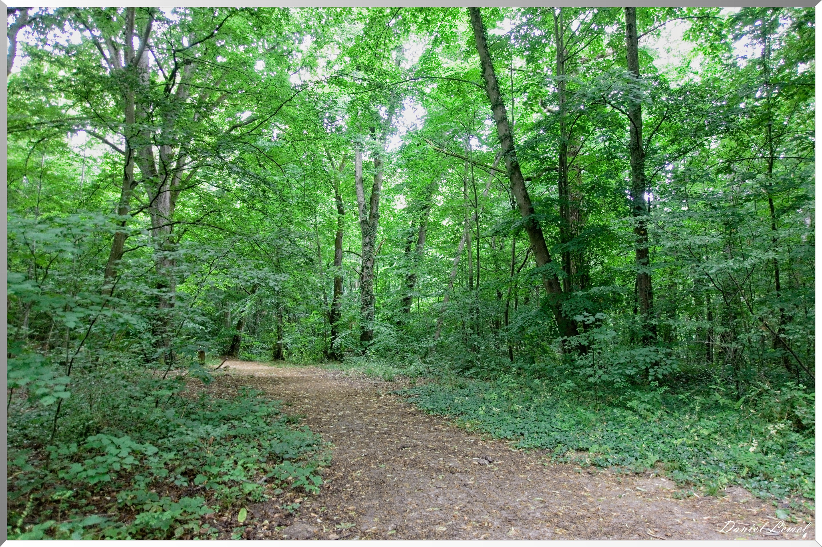 Forêt de Bizy - Vernon