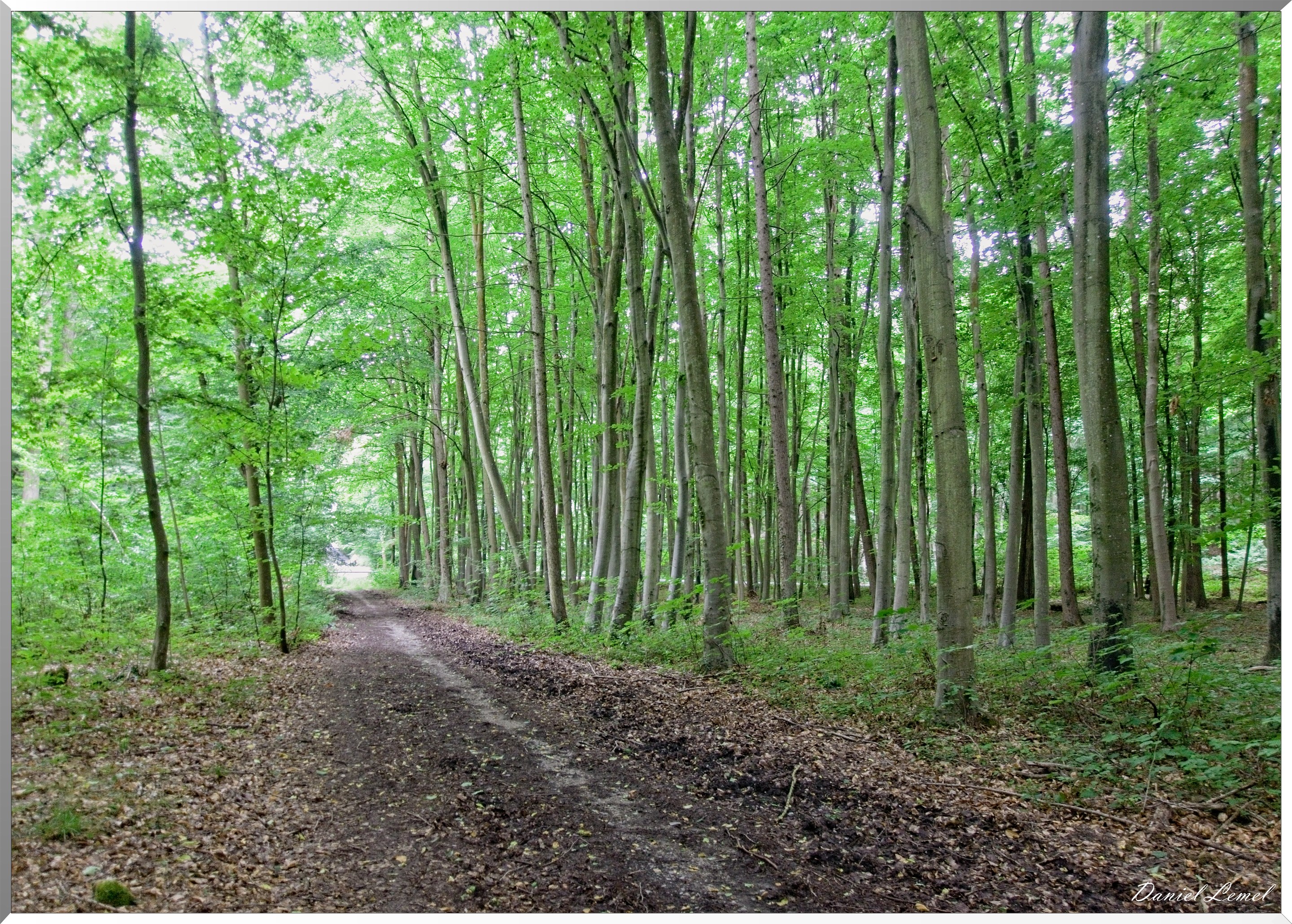 Forêt de Bizy - Vernon