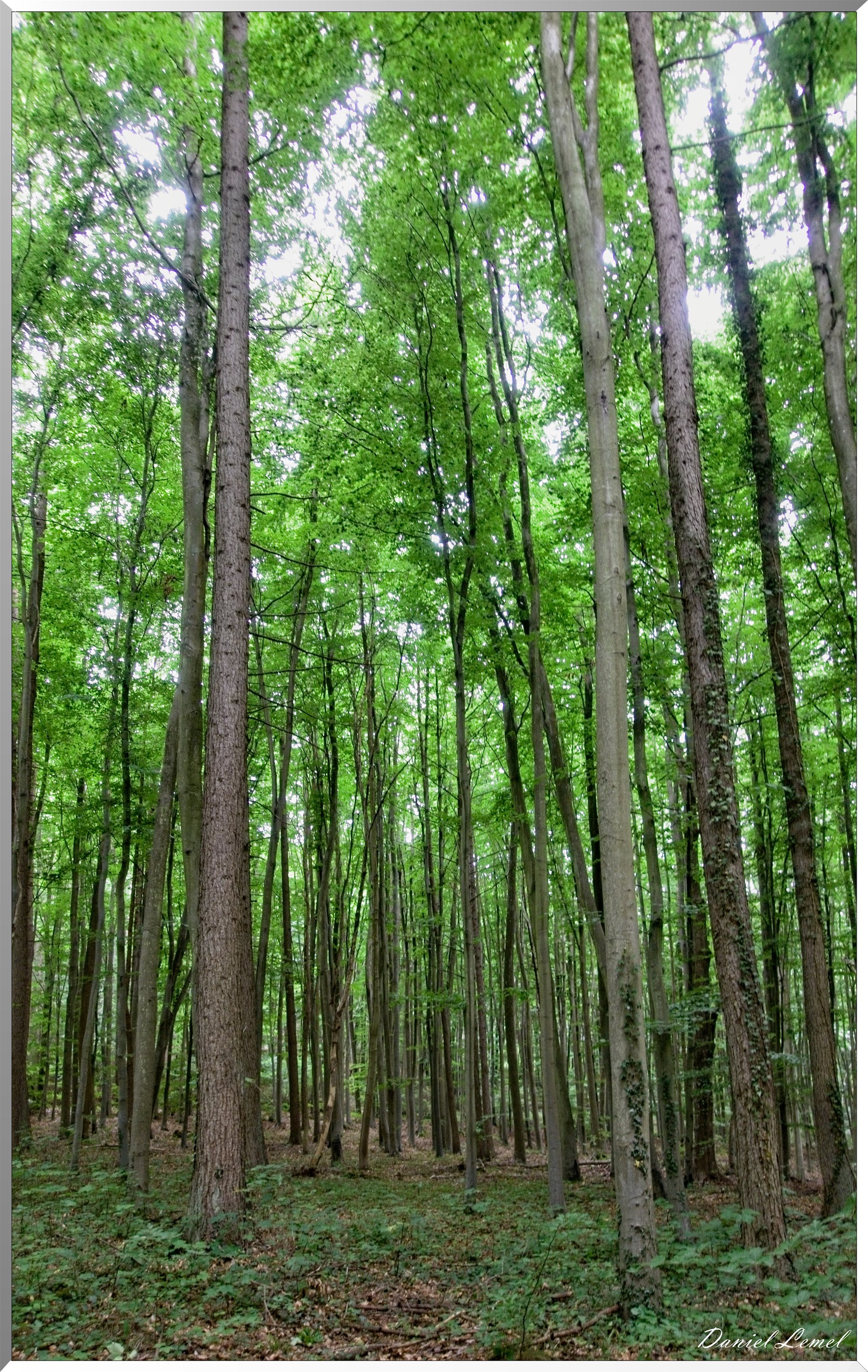 Forêt de Bizy - Vernon