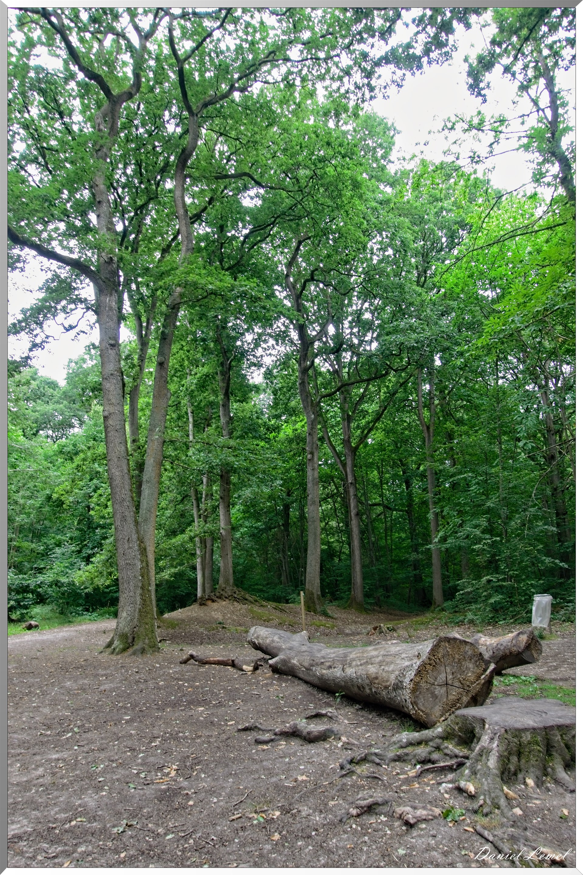 Forêt de Bizy - Vernon