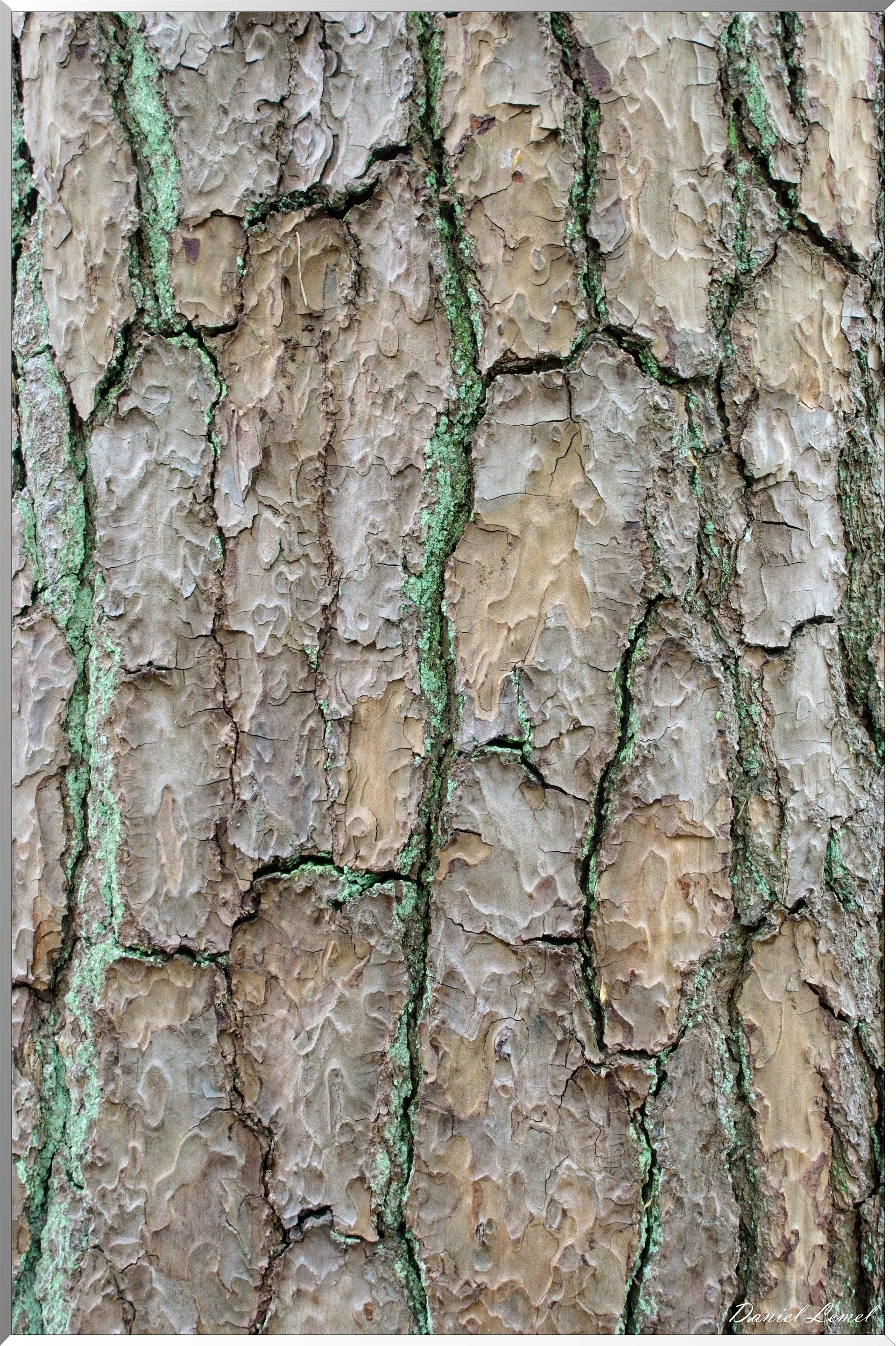 Forêt de Bizy - Vernon