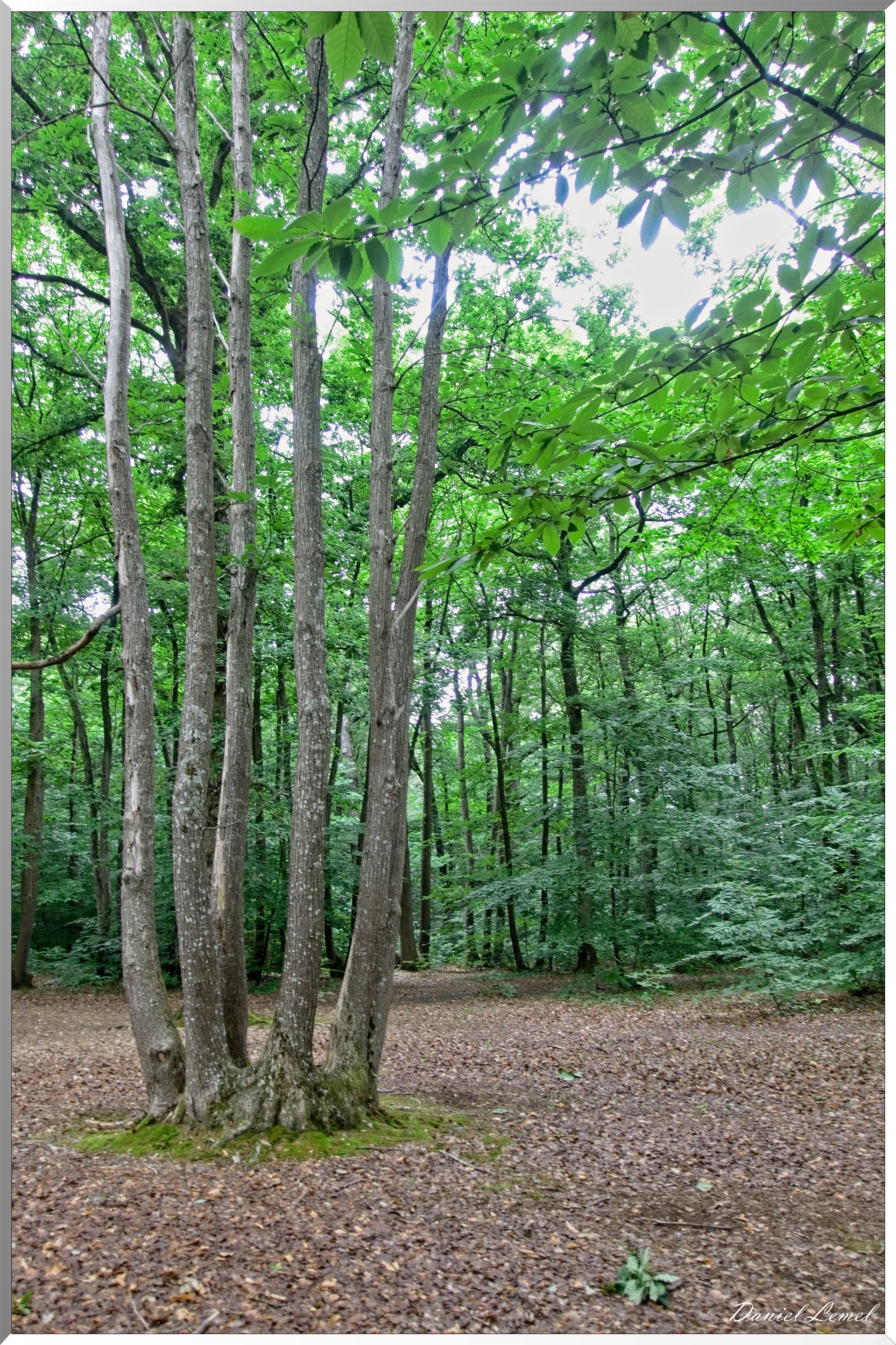 Forêt de Bizy - Vernon