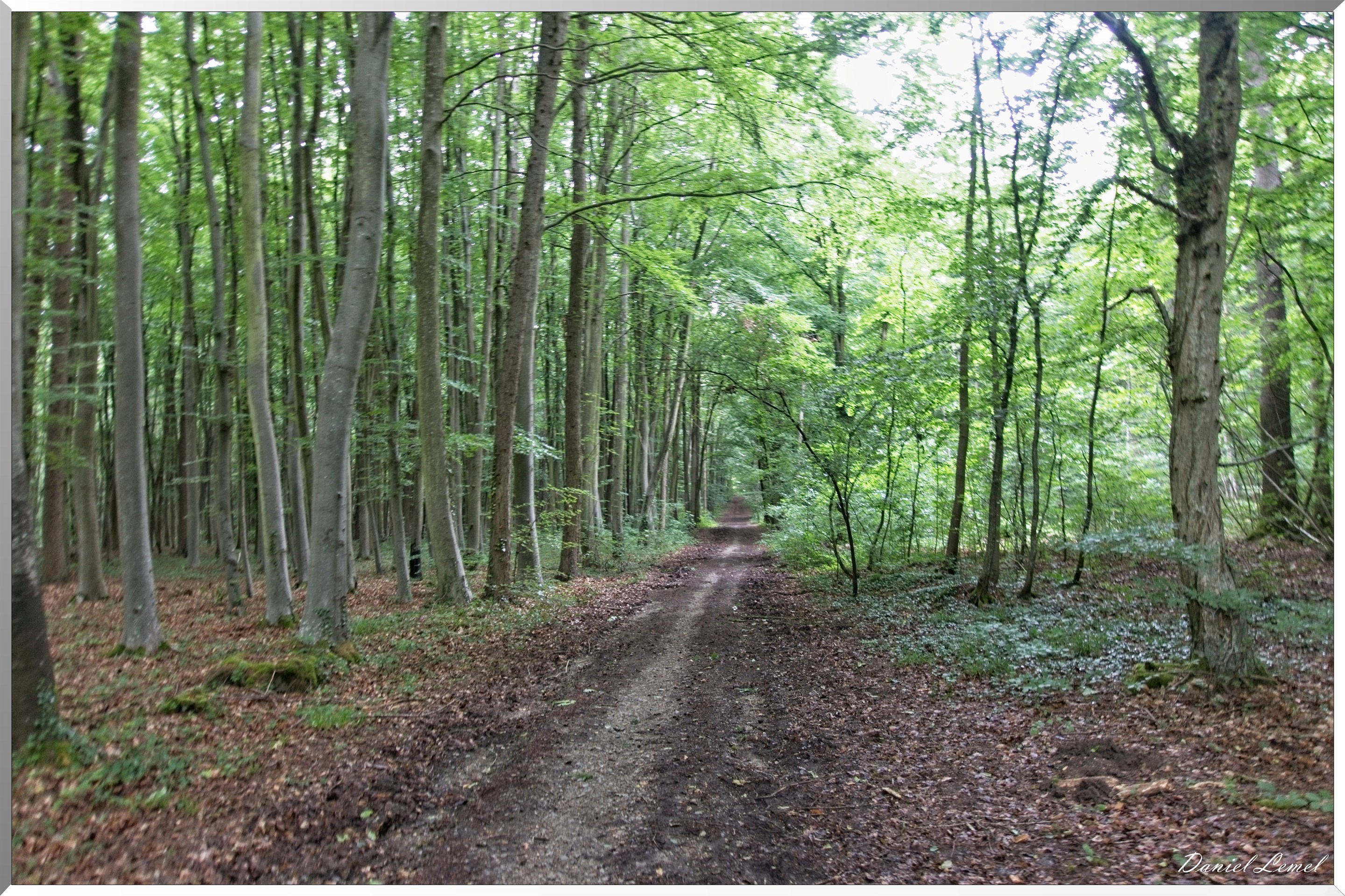 Forêt de Bizy - Vernon