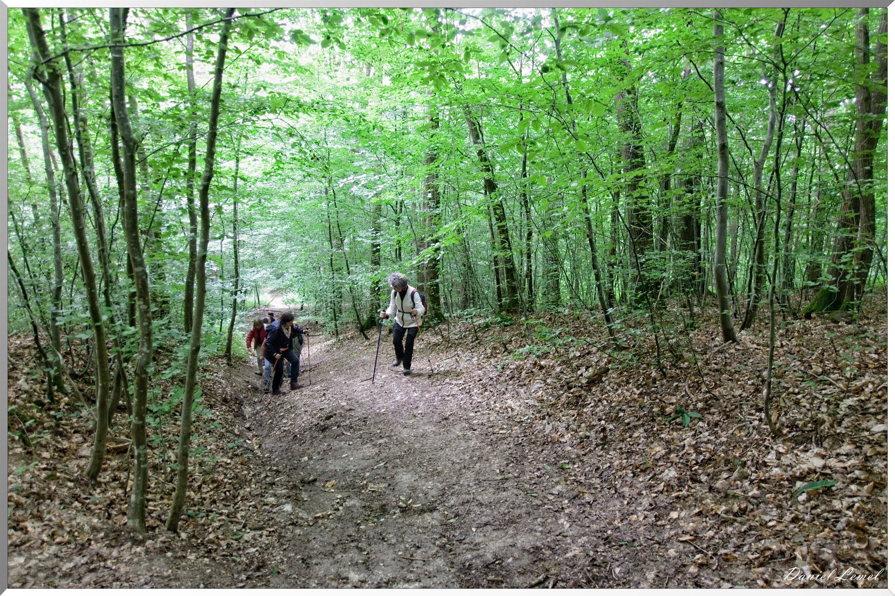 Forêt de Bizy - Vernon