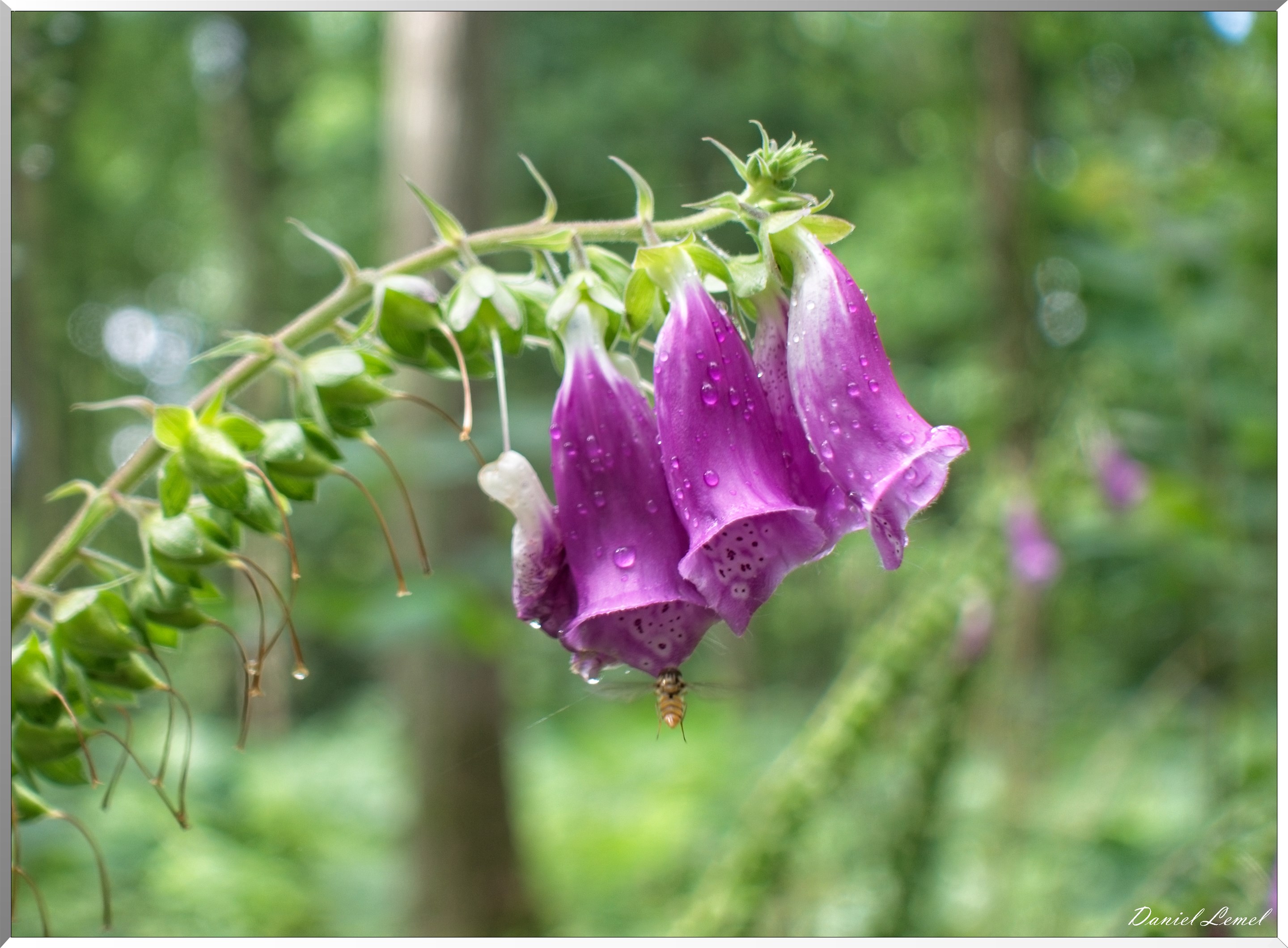 Ste Geneviève lès Gasny