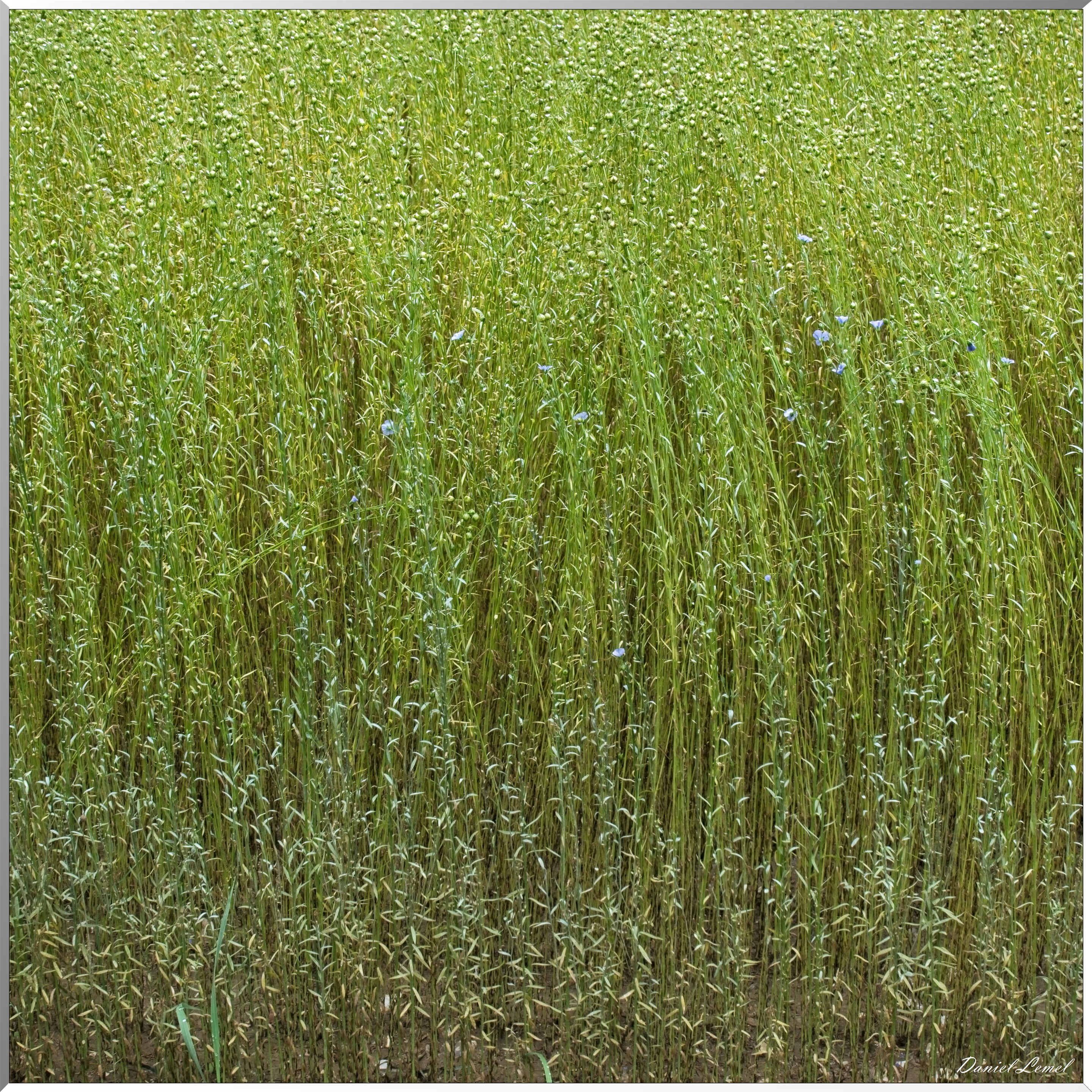 Ste Geneviève lès Gasny